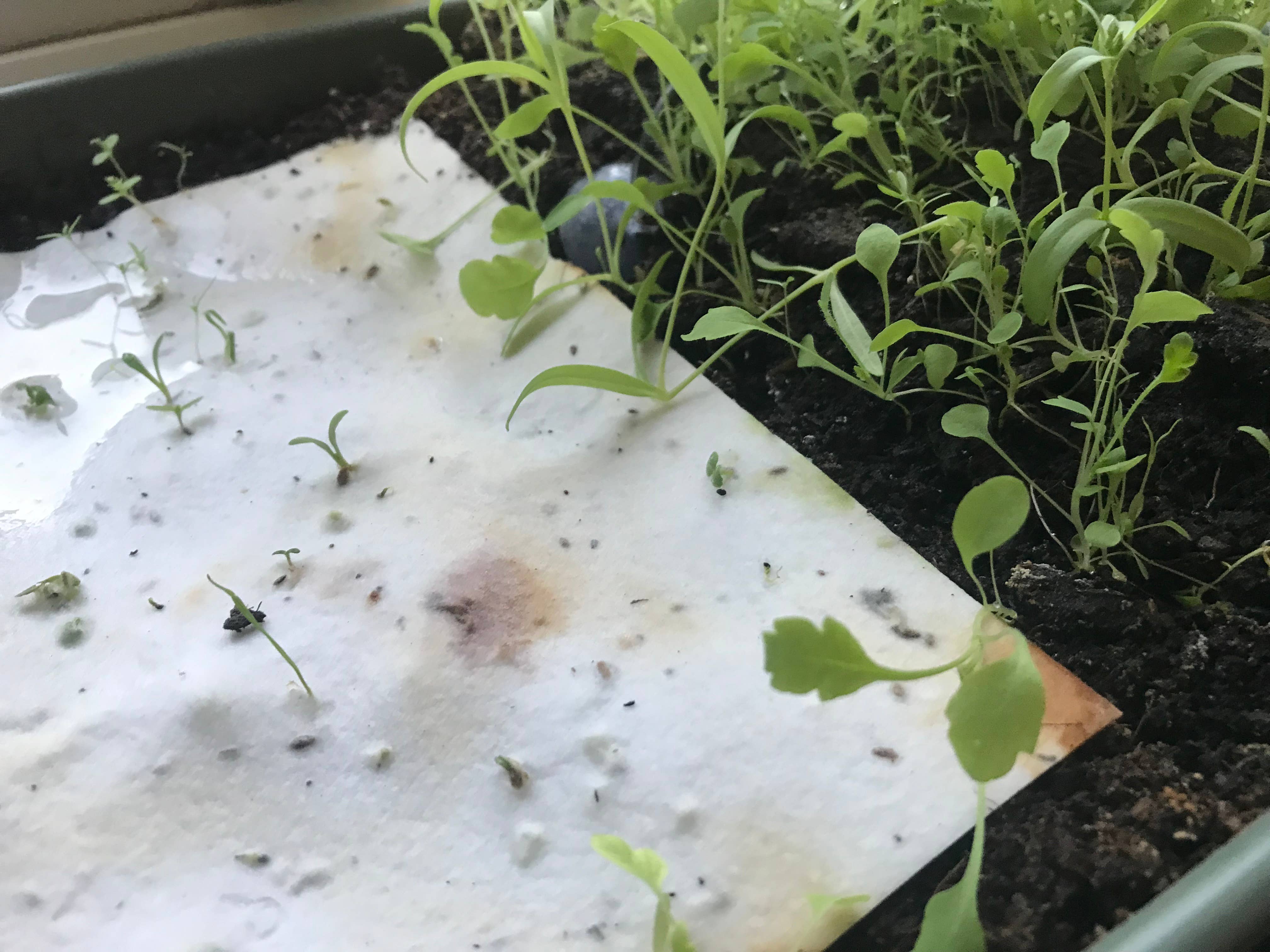 Small plants out of a card with seeds.