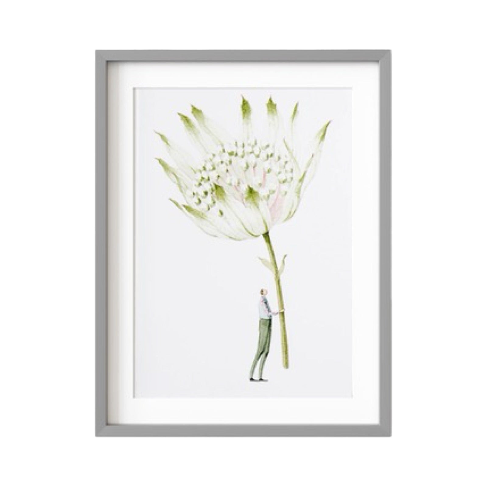 Floral print of a gorgeous giant astrantia flower being held by a man dressed in long green trousers and a pink shirt.