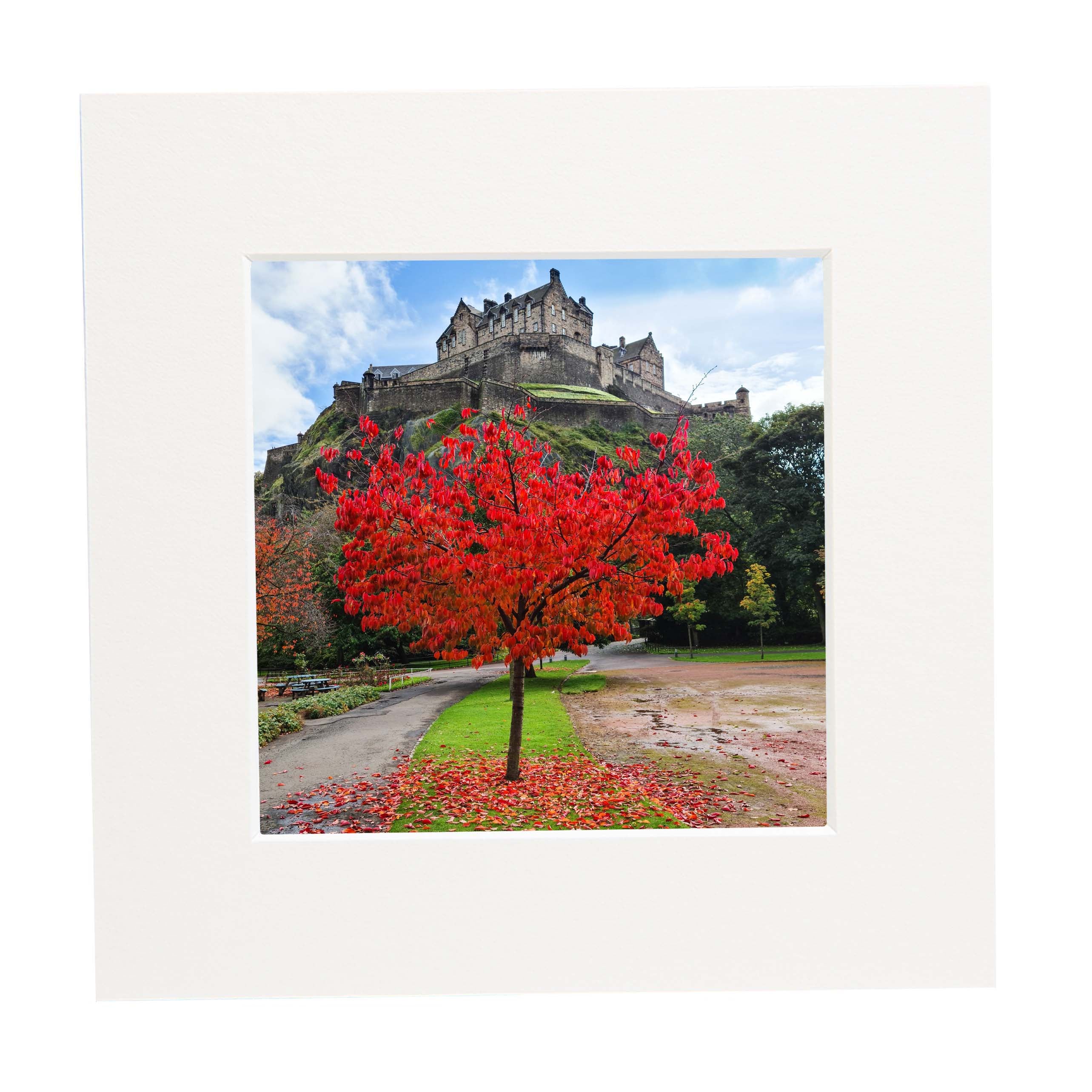 An image of a tree full of red leaves with Edinburgh Castle in the background in a square mount. 