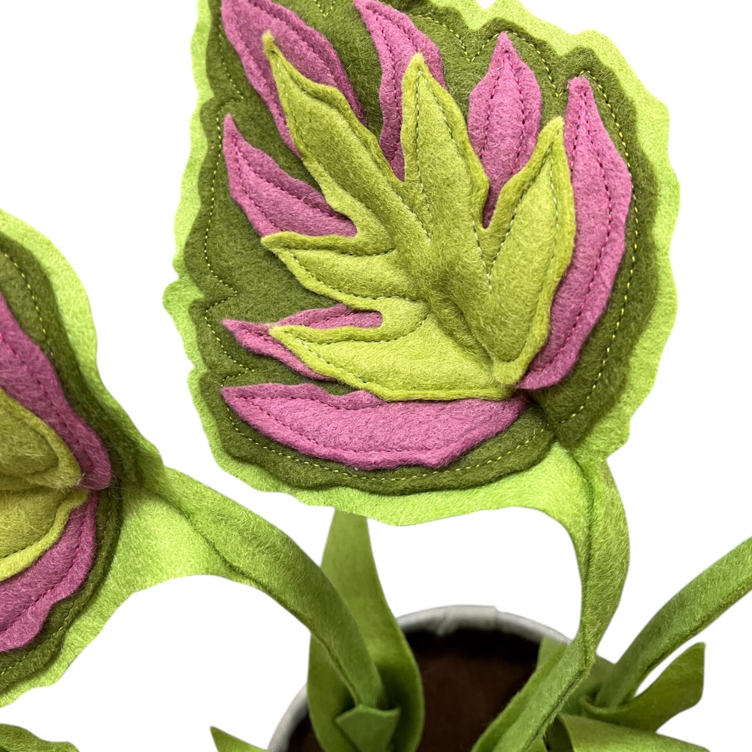 Close up photo of begonia felt plant leaf