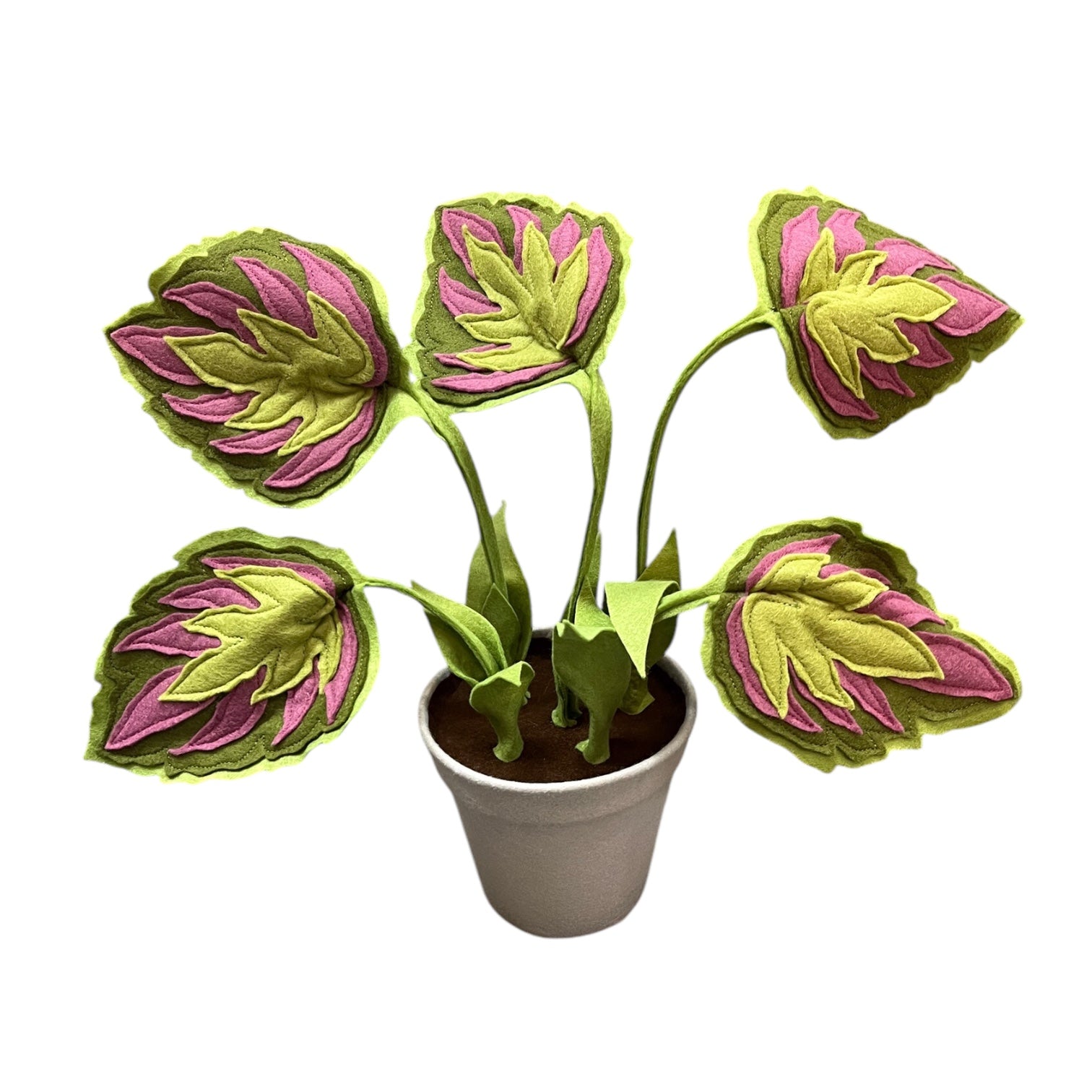 Photo of a begonia felt plant and plant pot