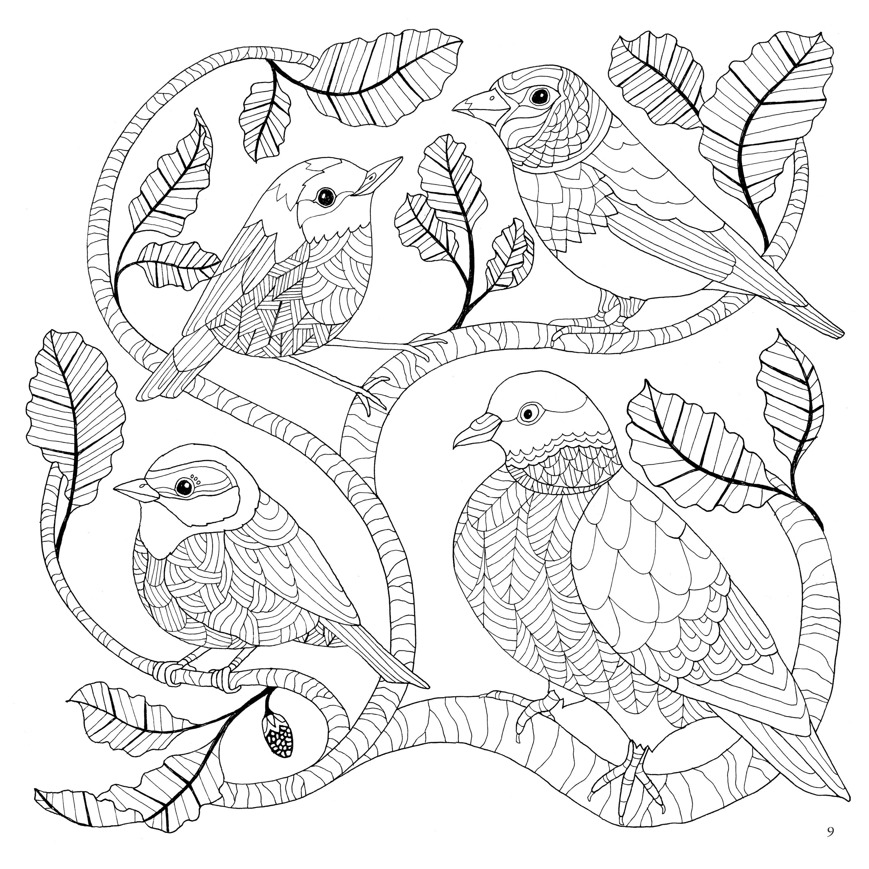 A page from the Scottish nature colouring book showing the outline of 4 birds sitting in tree branches.