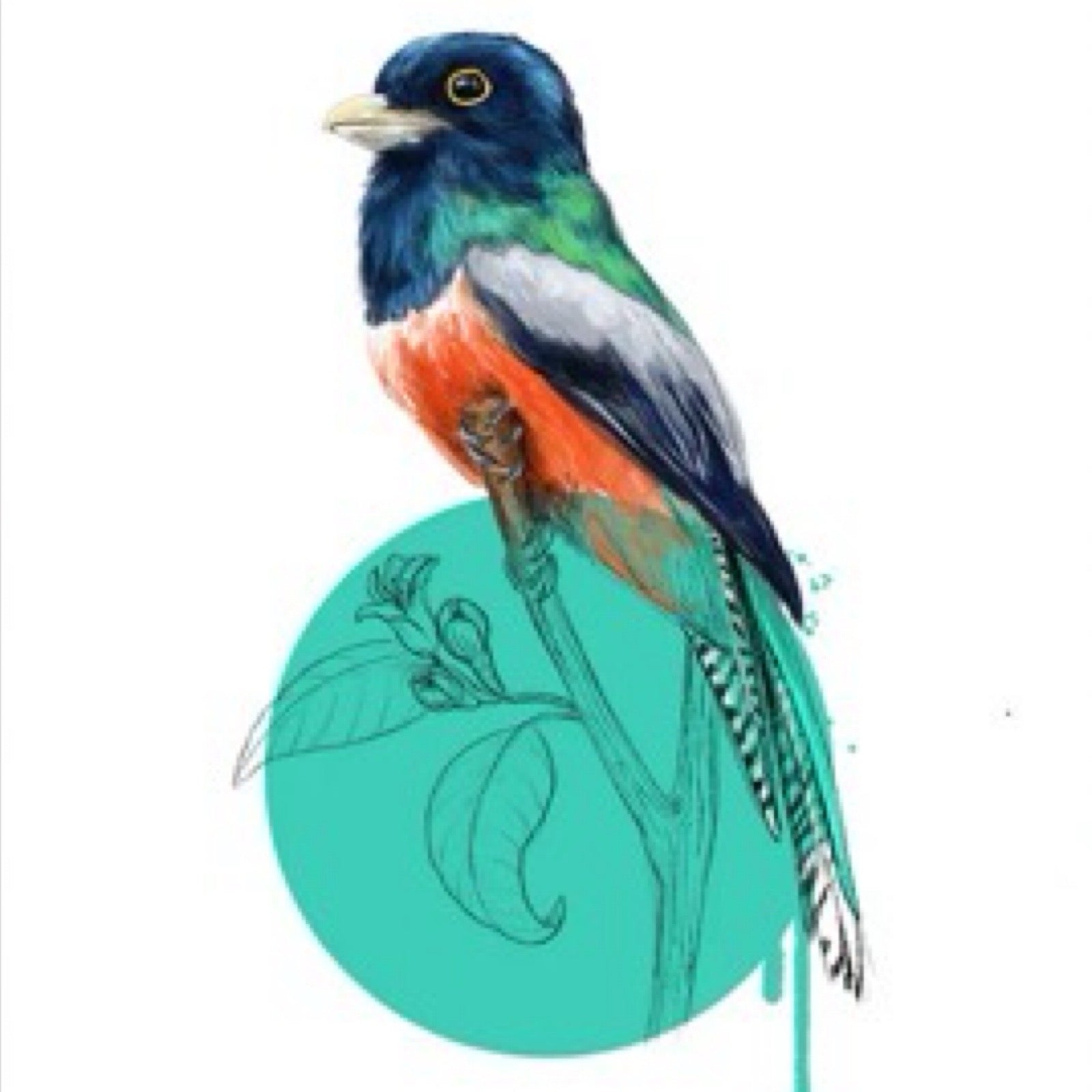 Art print from an original painting featuring a blue-crowned trogon bird sitting on a branch. The bird is in full colour and the branch is sketched in pencil inside a light blue circle, all on a white background, A3 in size.
