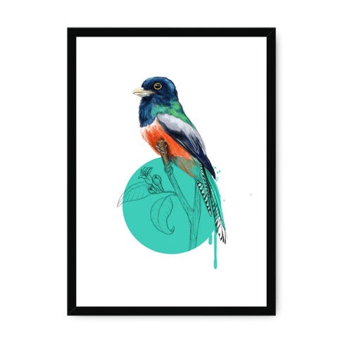 Art print from an original painting featuring a blue-crowned trogon bird sitting on a branch. The bird is in full colour and the branch is sketched in pencil inside a light blue circle, all on a white background, A3 in size.