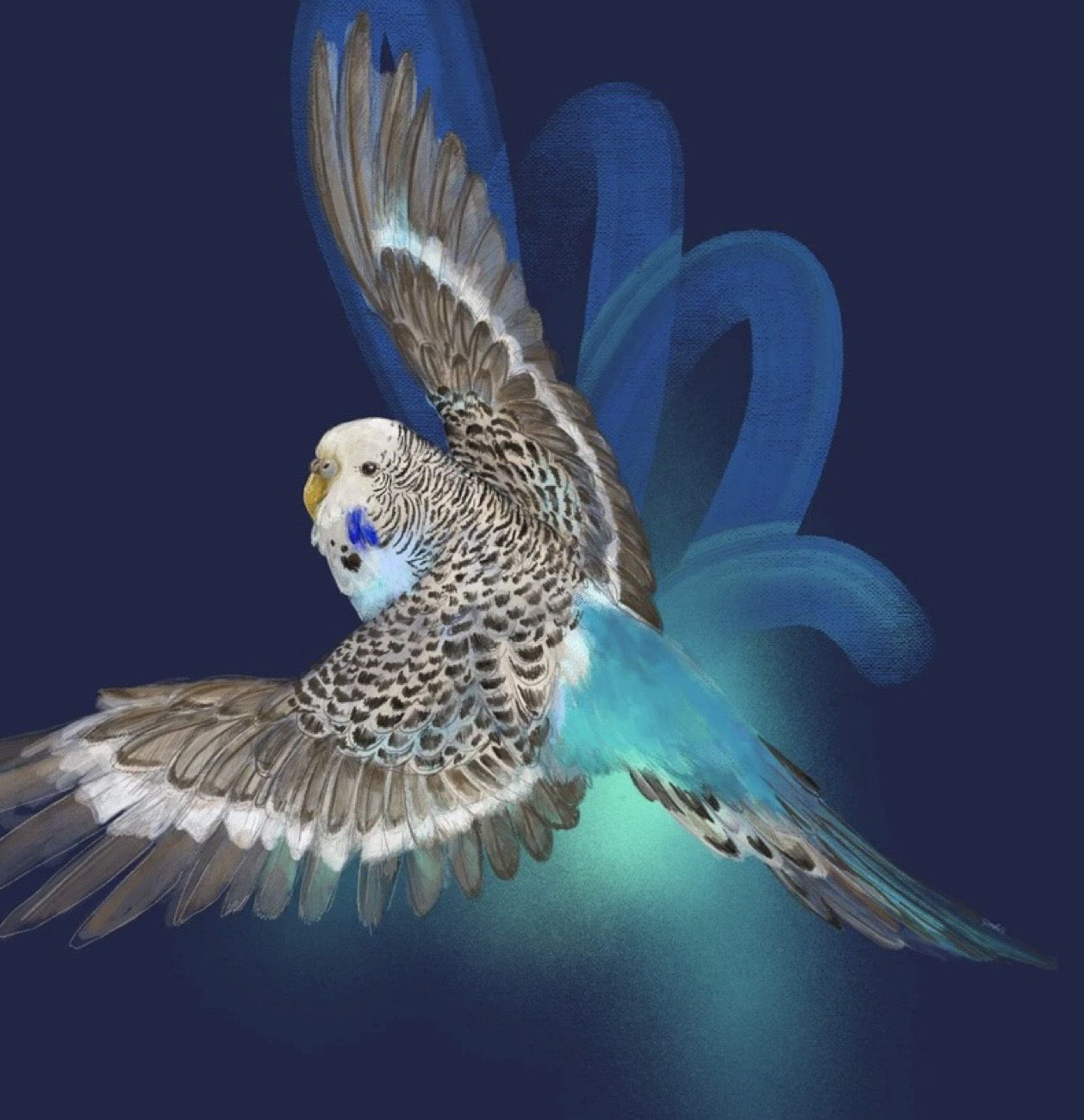 Bird lovers print from an original painting of a black, white and blue budgerigar in mid-flight on a navy background.