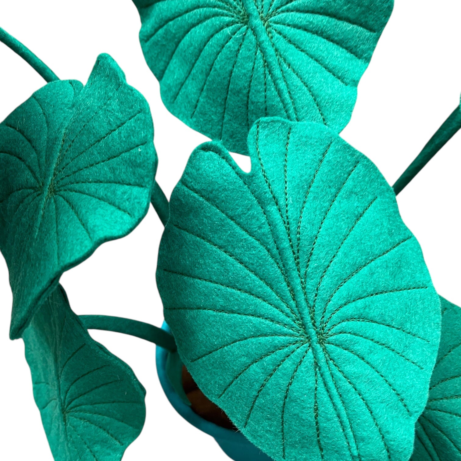 close up of calathea felt plant leaves