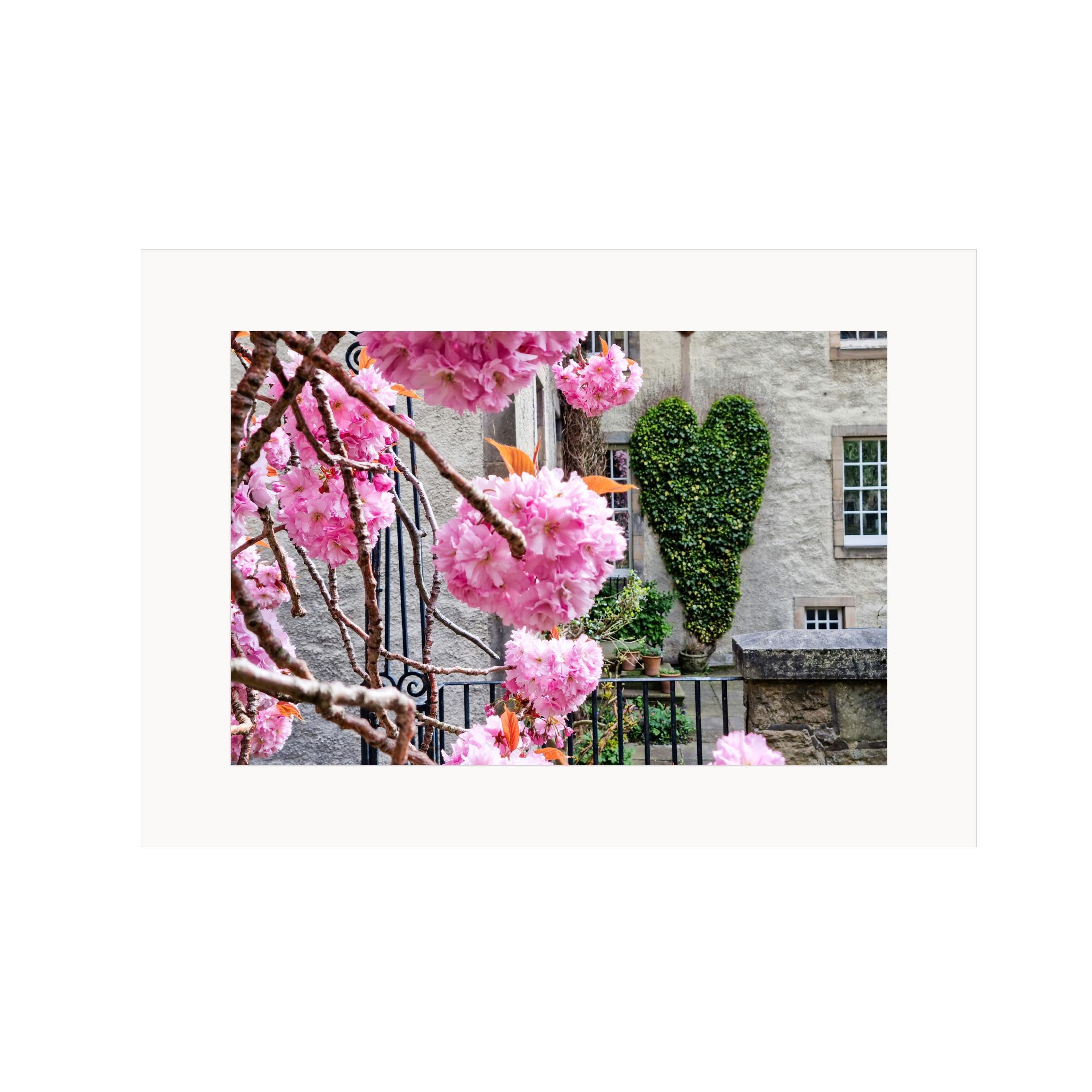 Pink cherry blossoms in front of a stone building with a black gate. 