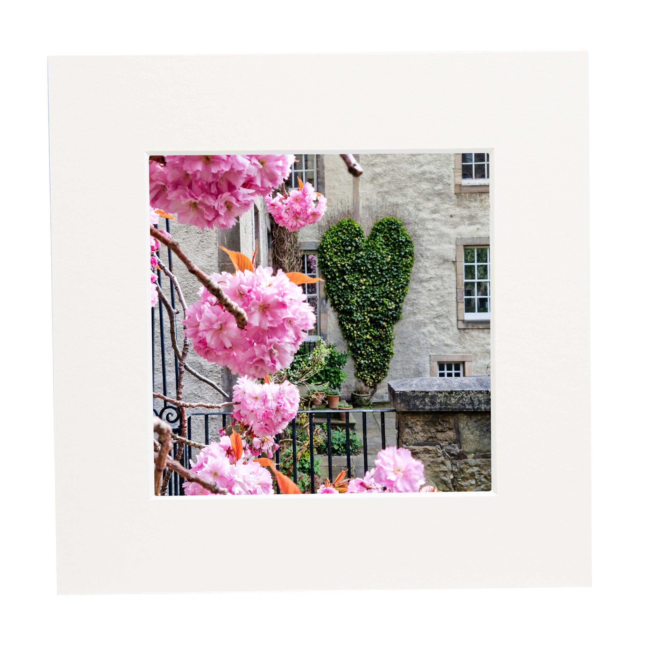 Pink cherry blossoms in front of a stone building with a heart shaped ivy.