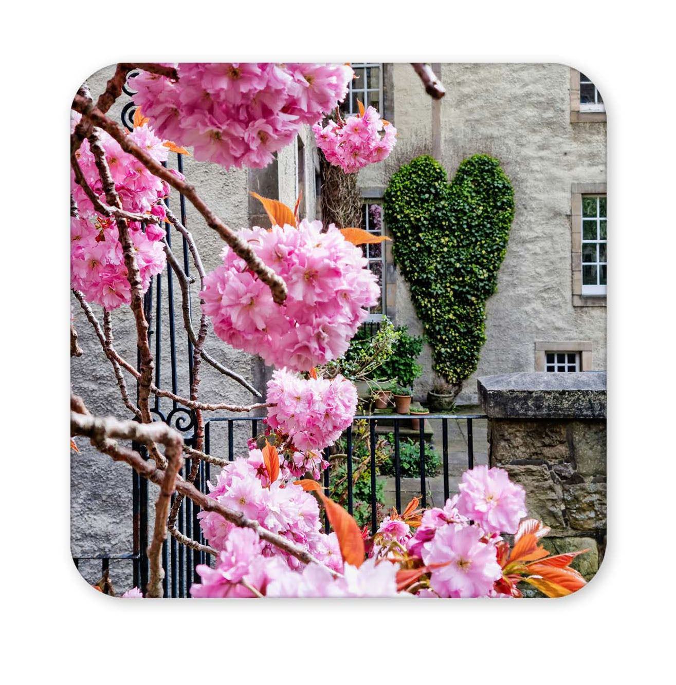 Pink cherry blossoms in front of a stone building with a heart-shaped bush on a square coaster.