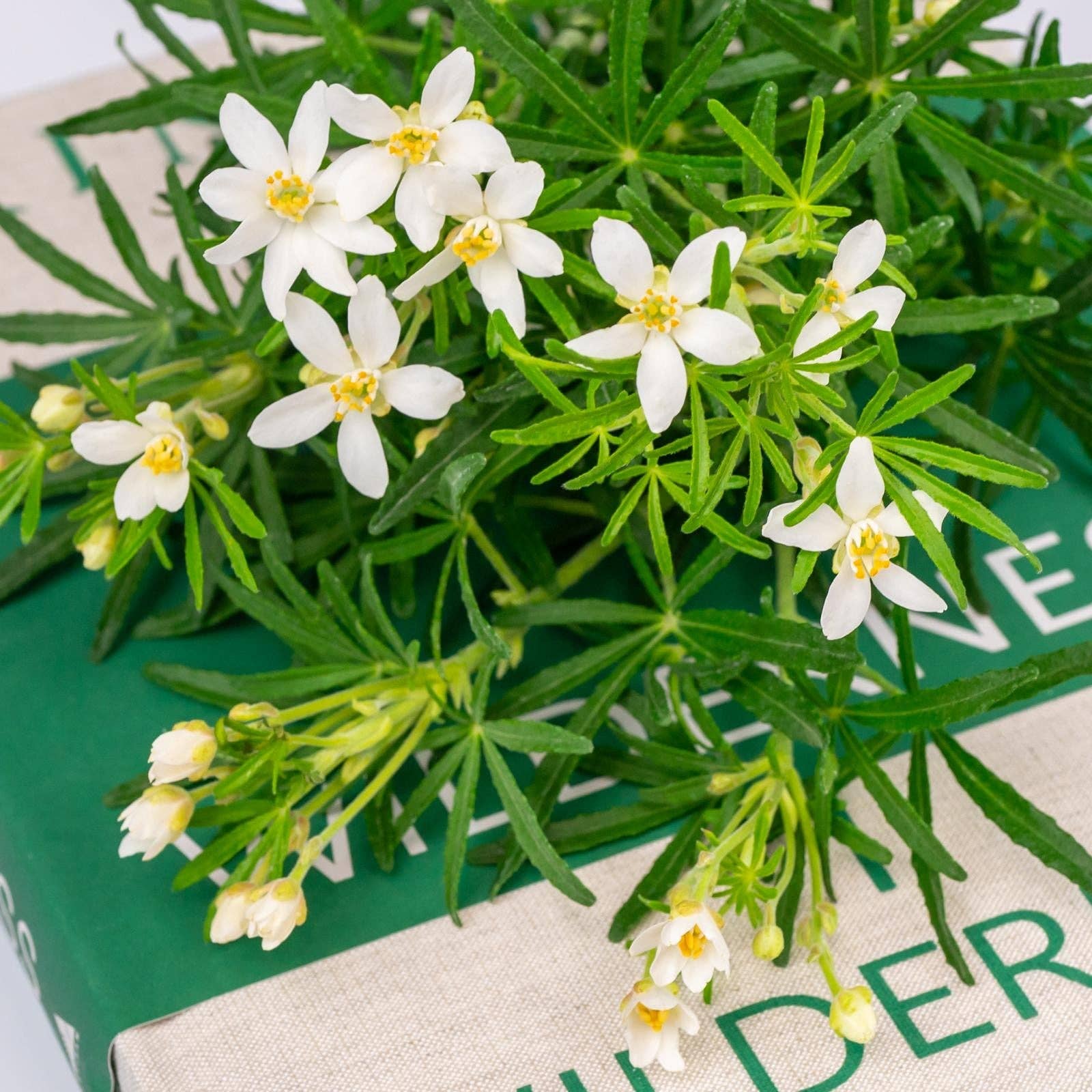 Clementine flowers. 