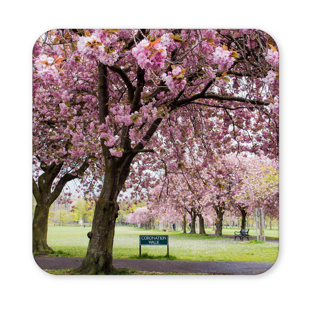 Coaster with cherry blossom trees and a sign in a park setting