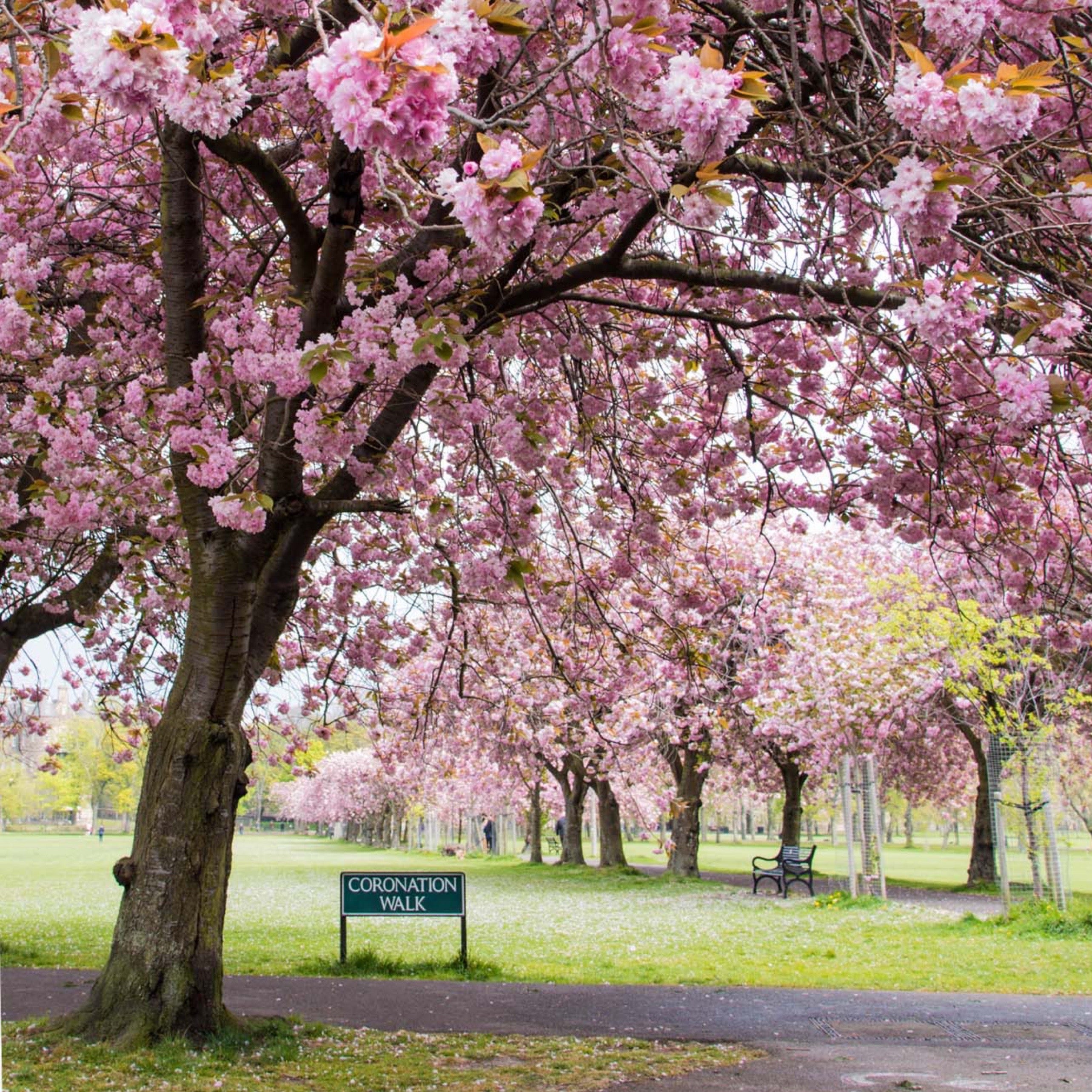 An image of Coronation Walk, The Meadows, Edinburgh.