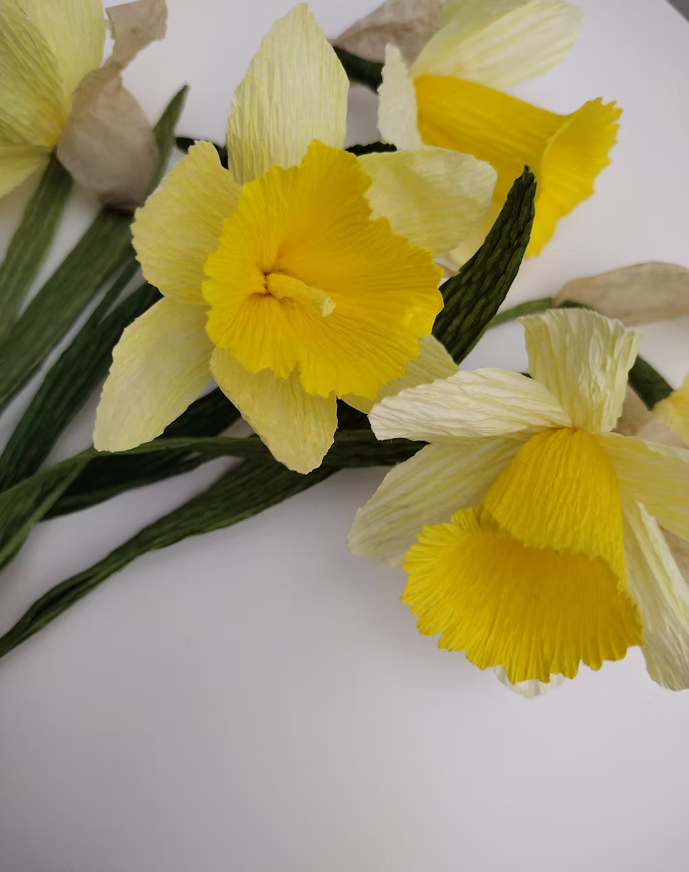 Yellow daffodils on a white background.