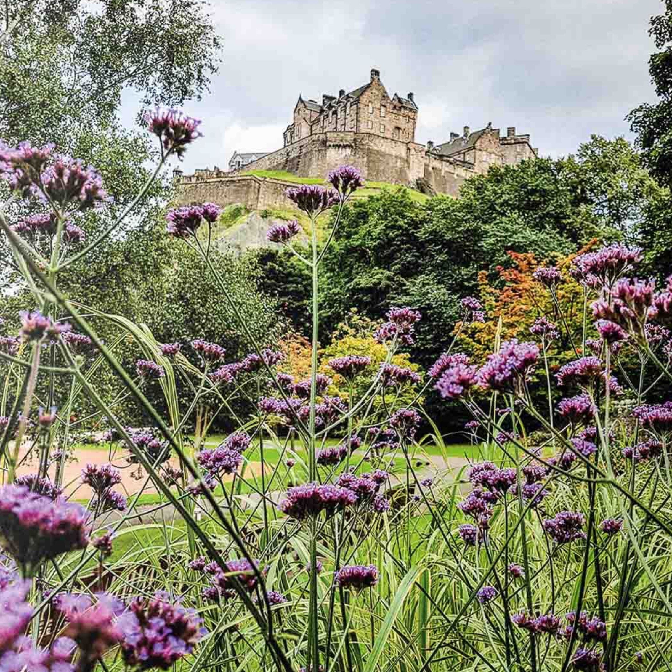 An image of Edinburgh Castle with verbena flowers in the foreground.