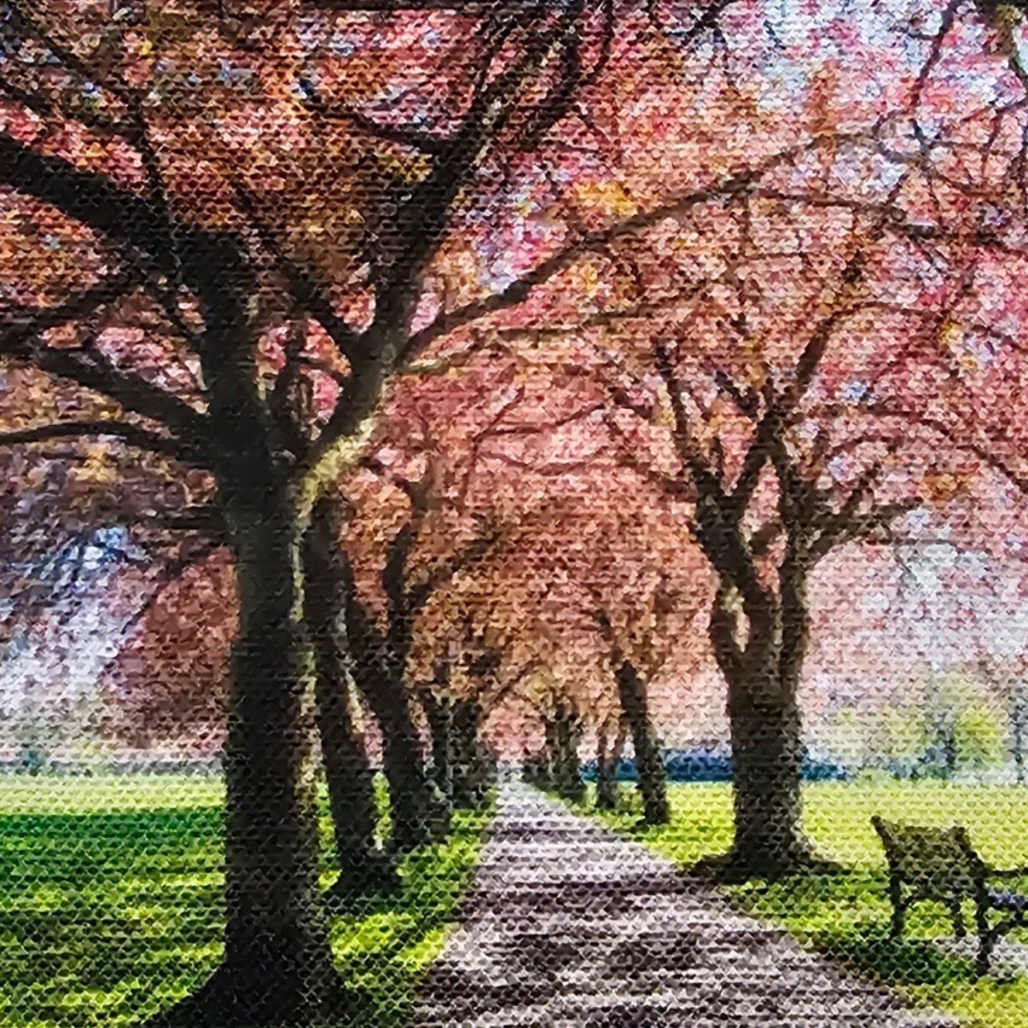 Pathway lined with cherry blossom trees in a park.