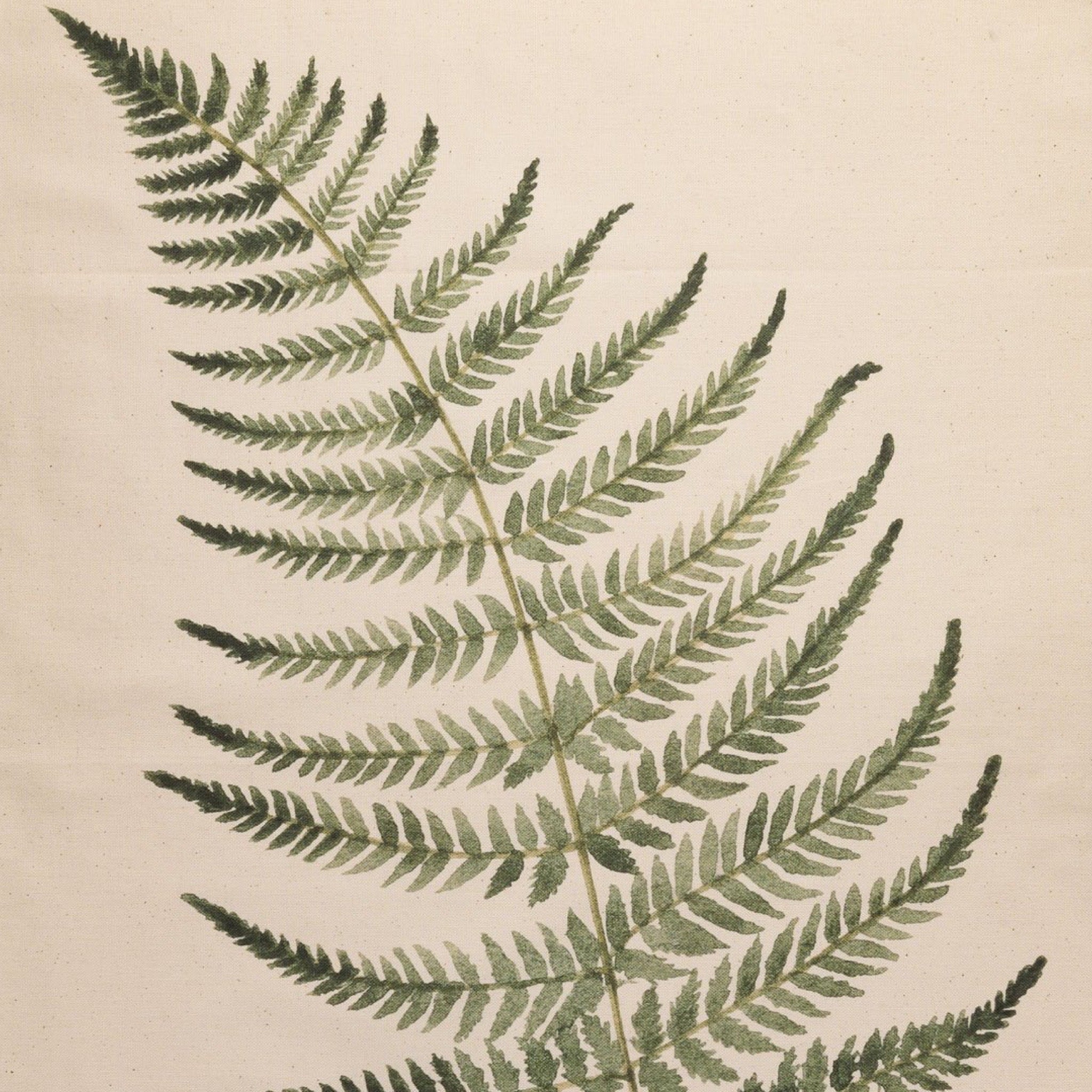 Fern leaf on a beige background.