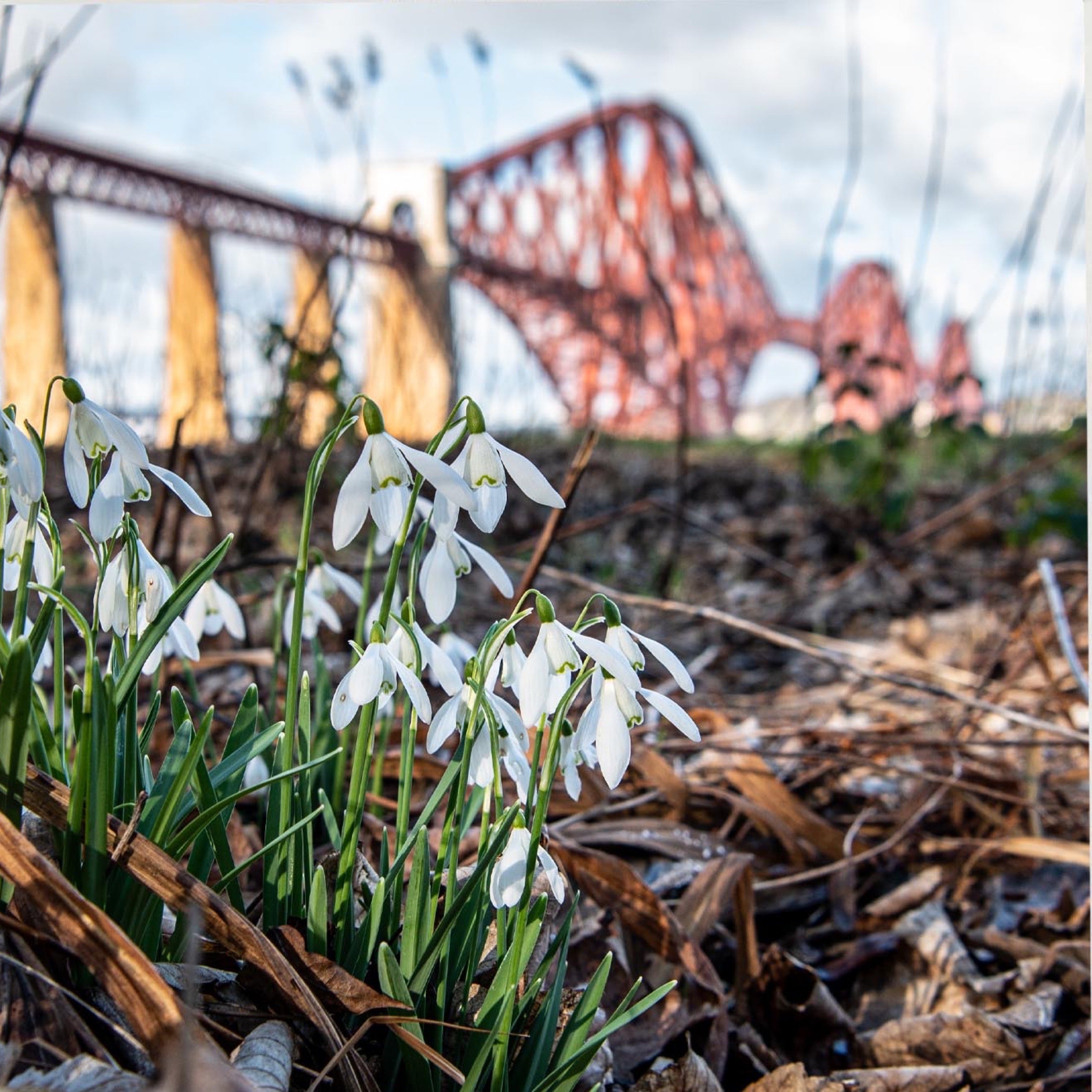 An image of snowdrops with the Forth Bridge in the background.