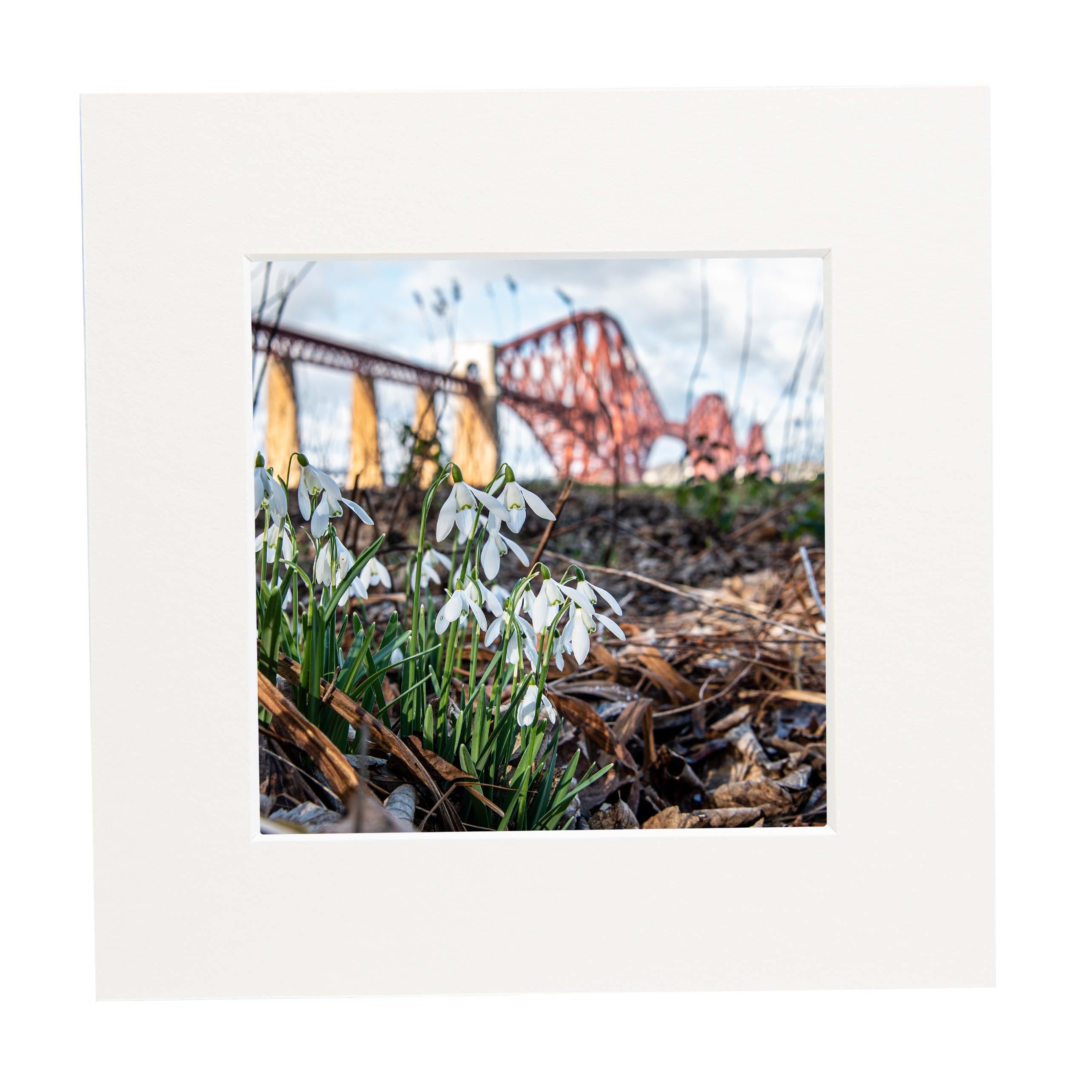 An image of snowdrops with the Forth Bridge in the background in a mount. 