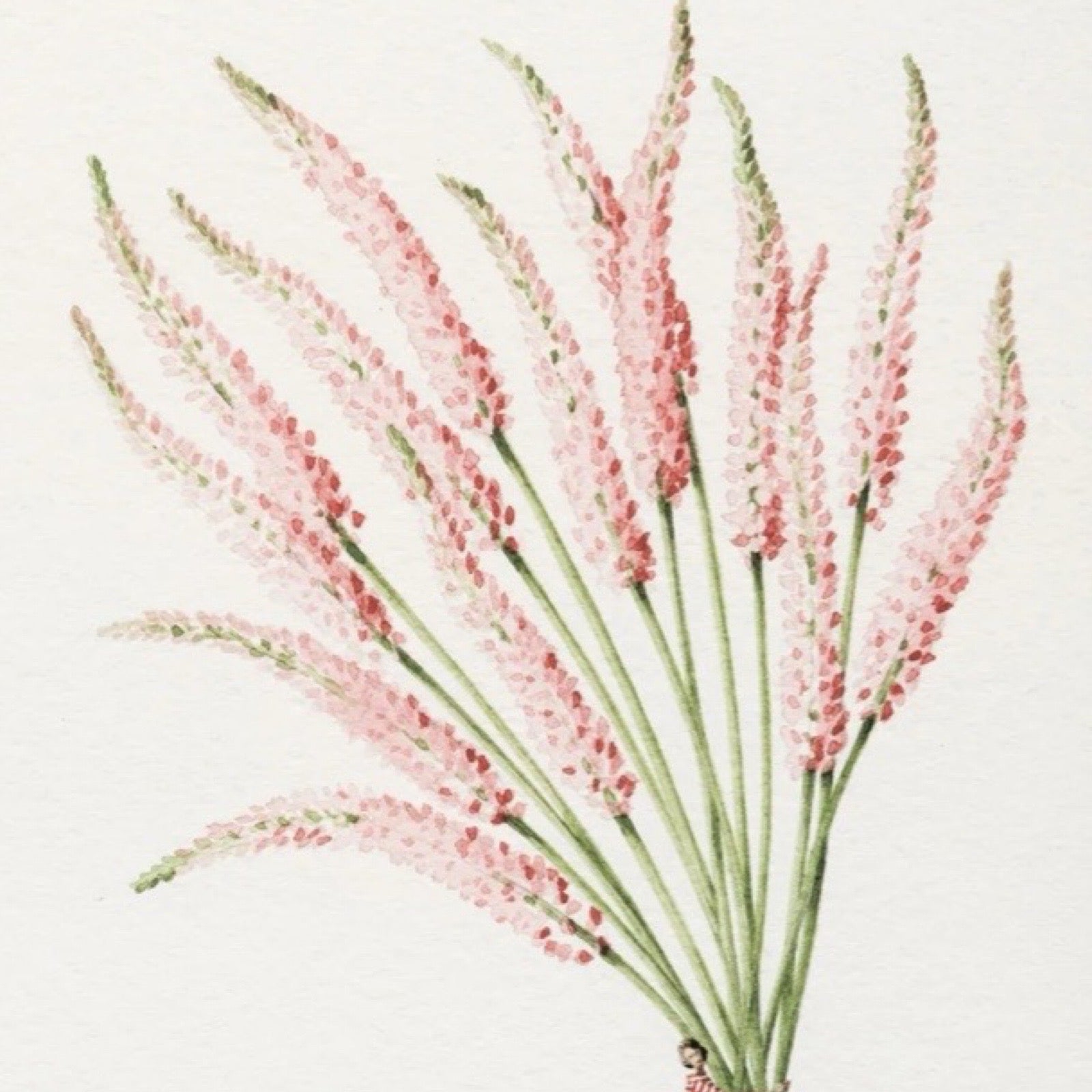 Illustration of pink flowers with green stems on a white background.
