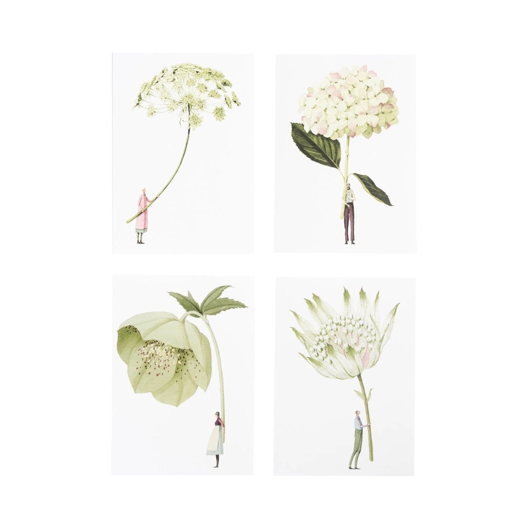 Four floral notecards, 1 of each flower, hydrangea, hellebore, astrantia, and ammi.