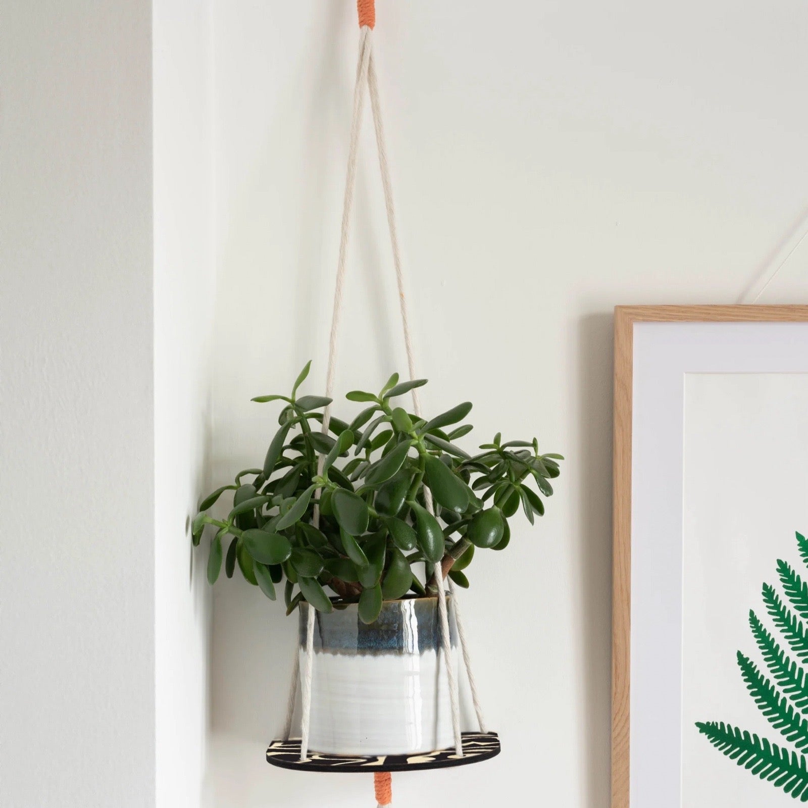 Hanging plant in a pot on a white wall with a framed picture of a fern.