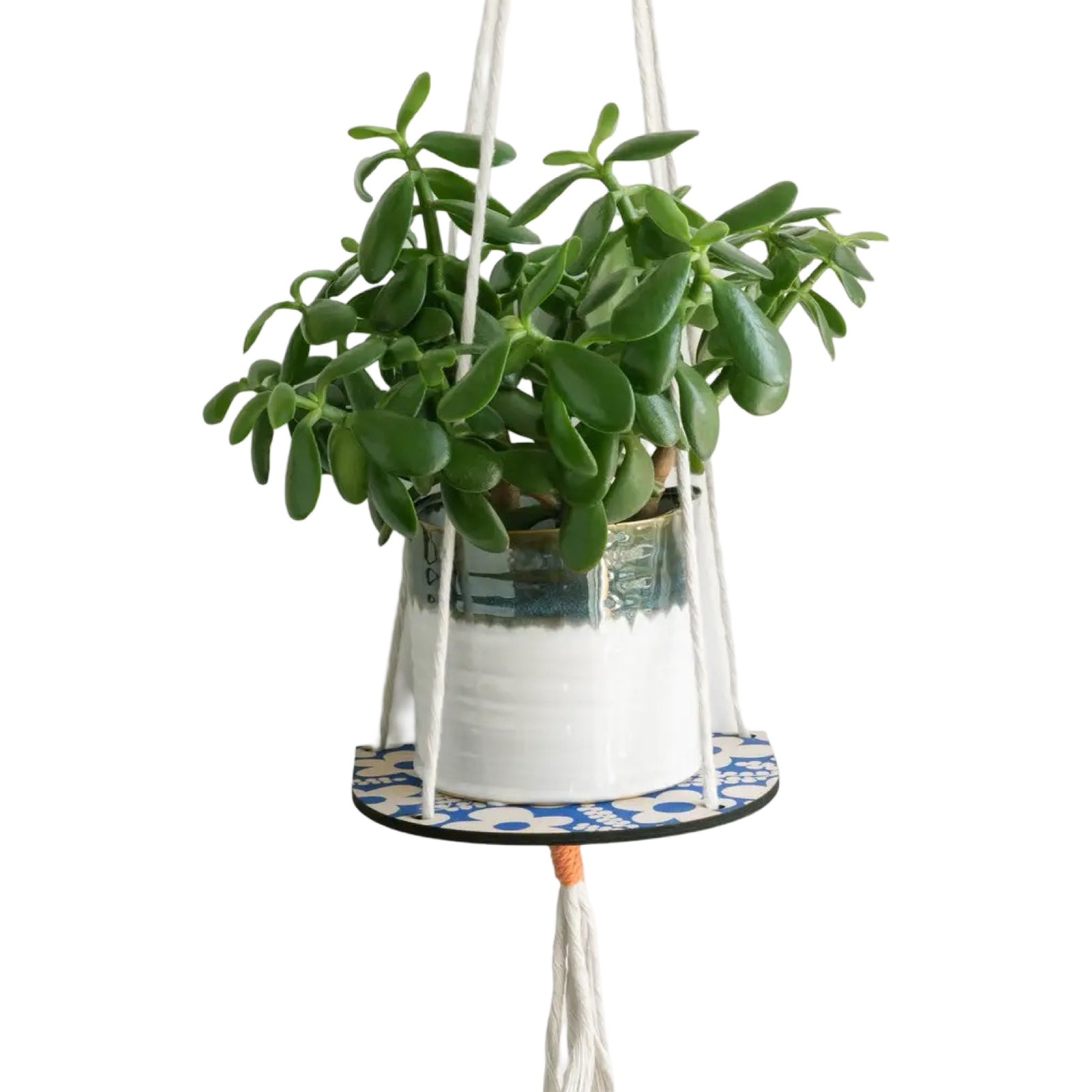 Hanging plant shelf with a plant sitting on top. 