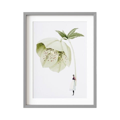 A floral print of a lady holding a gorgeous giant hellebore flower.