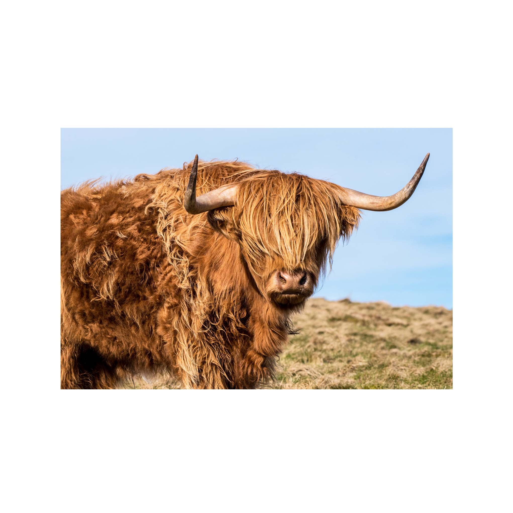 An image of a Highland Cow against a blue sky.