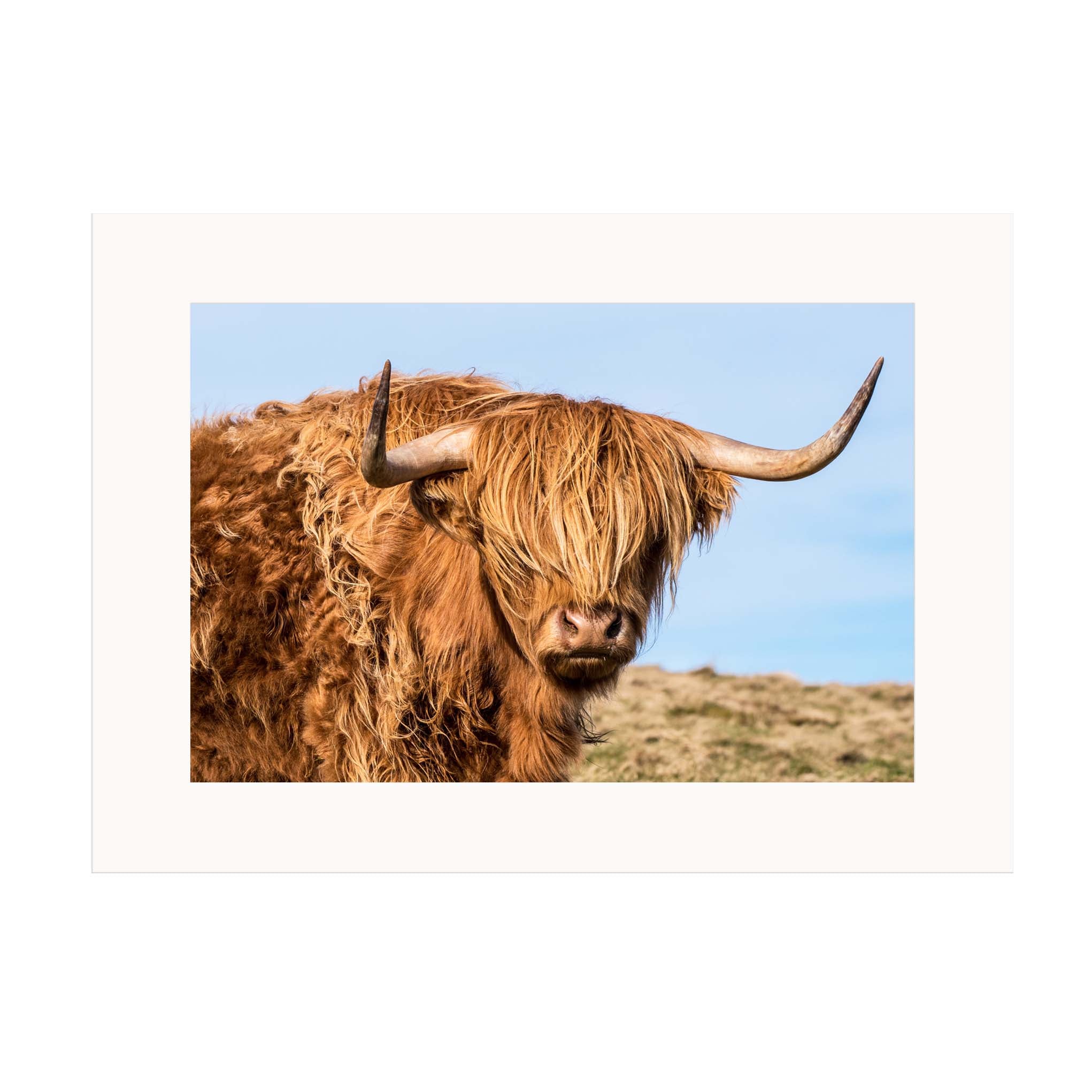 An image of a Highland Cow against a blue sky in a mounted print. 