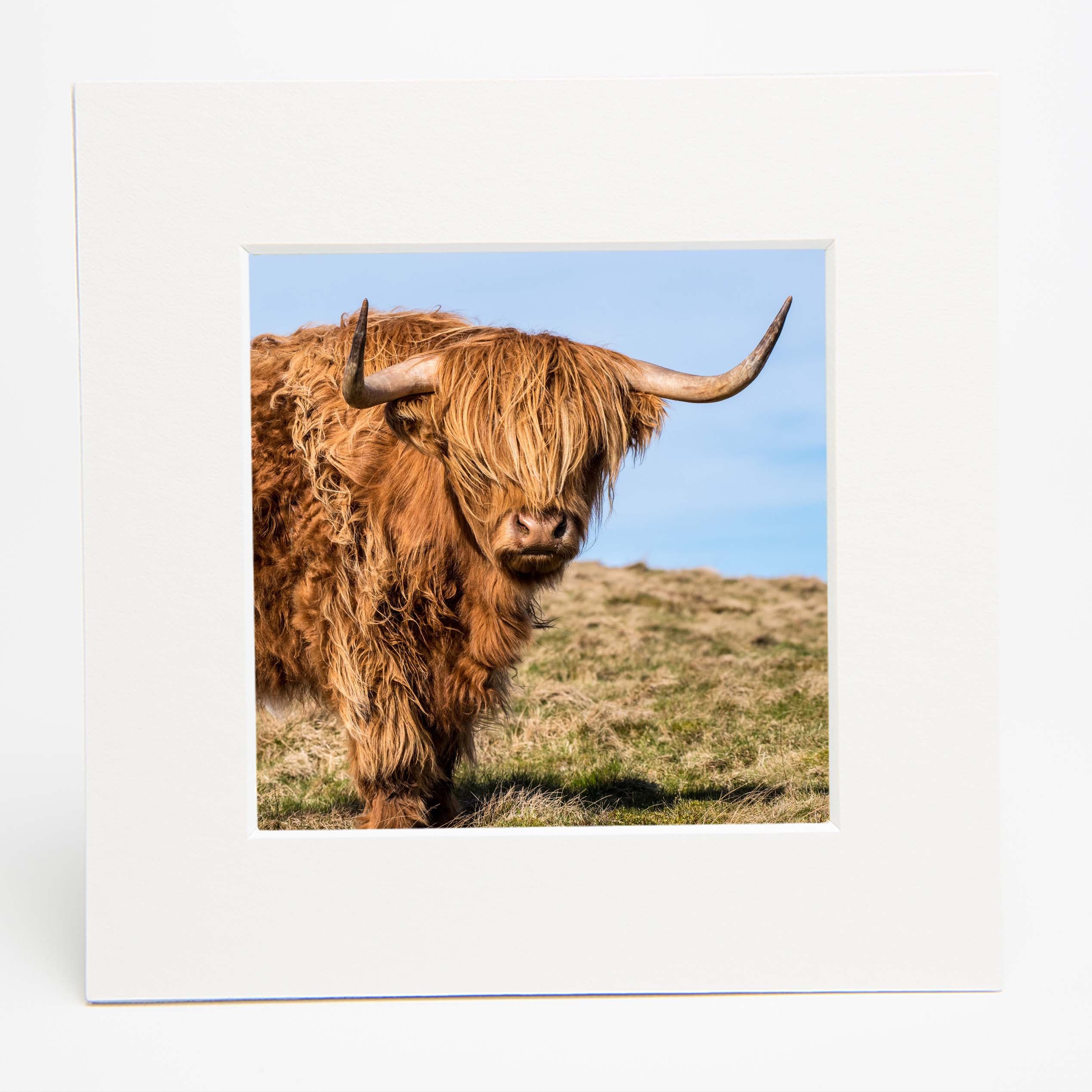 An image of a Highland Cow against a blue sky in a square mounted print. 