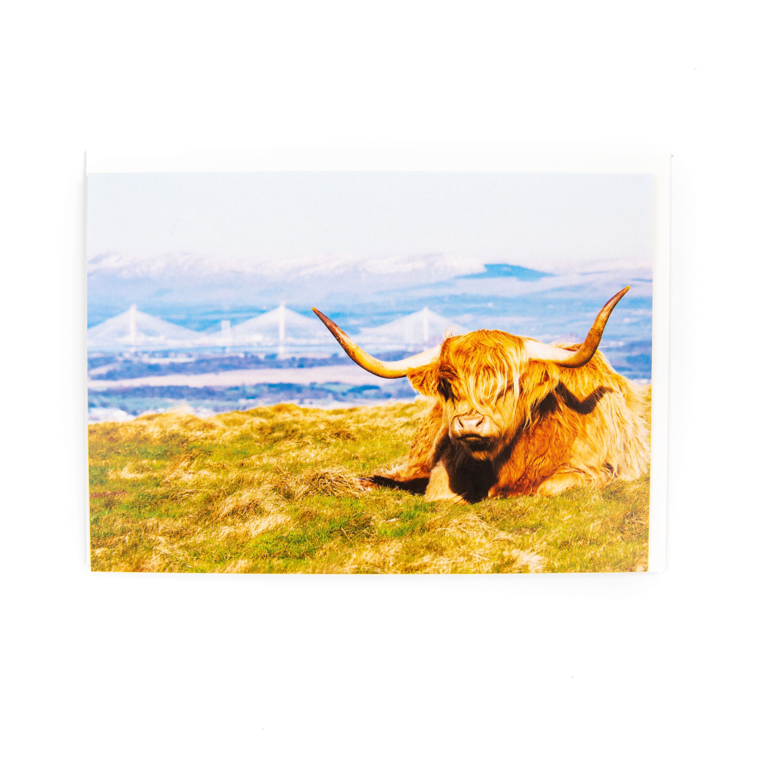 A greeting card featuring an image of a Highland cow with the Queensferry Crossing in the background, set against a grassy hill.