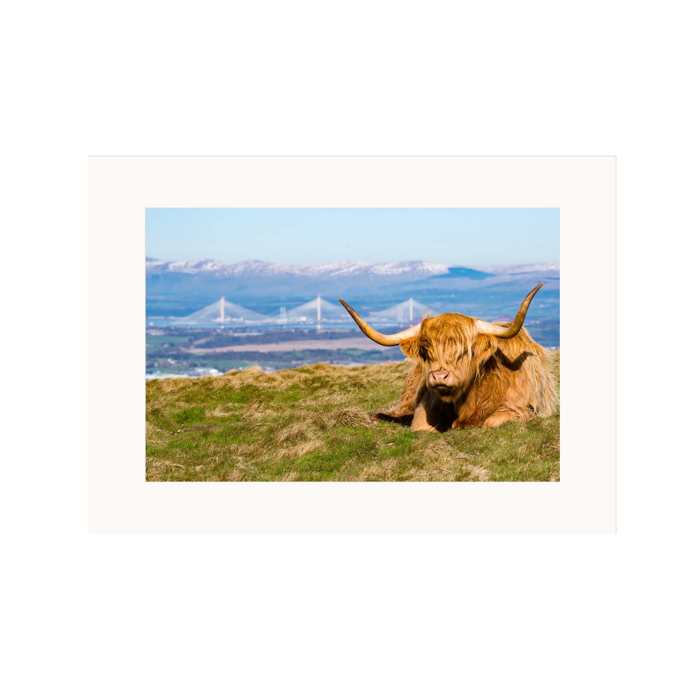 An image of a Highland Cow with the Queensferry Crossing in the background in a mount. 