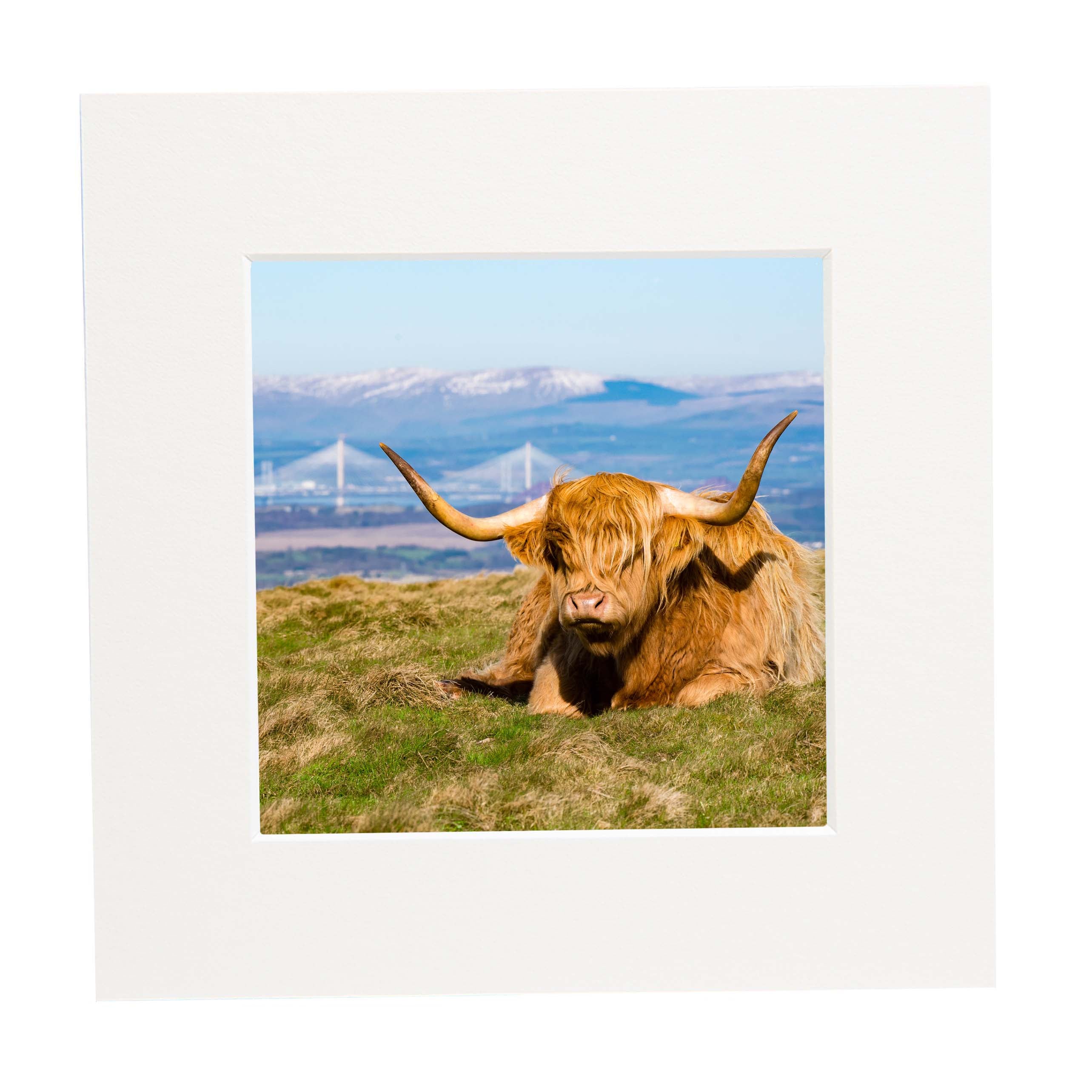 An image of a Highland Cow with the Queensferry Crossing in the background in a mount. 