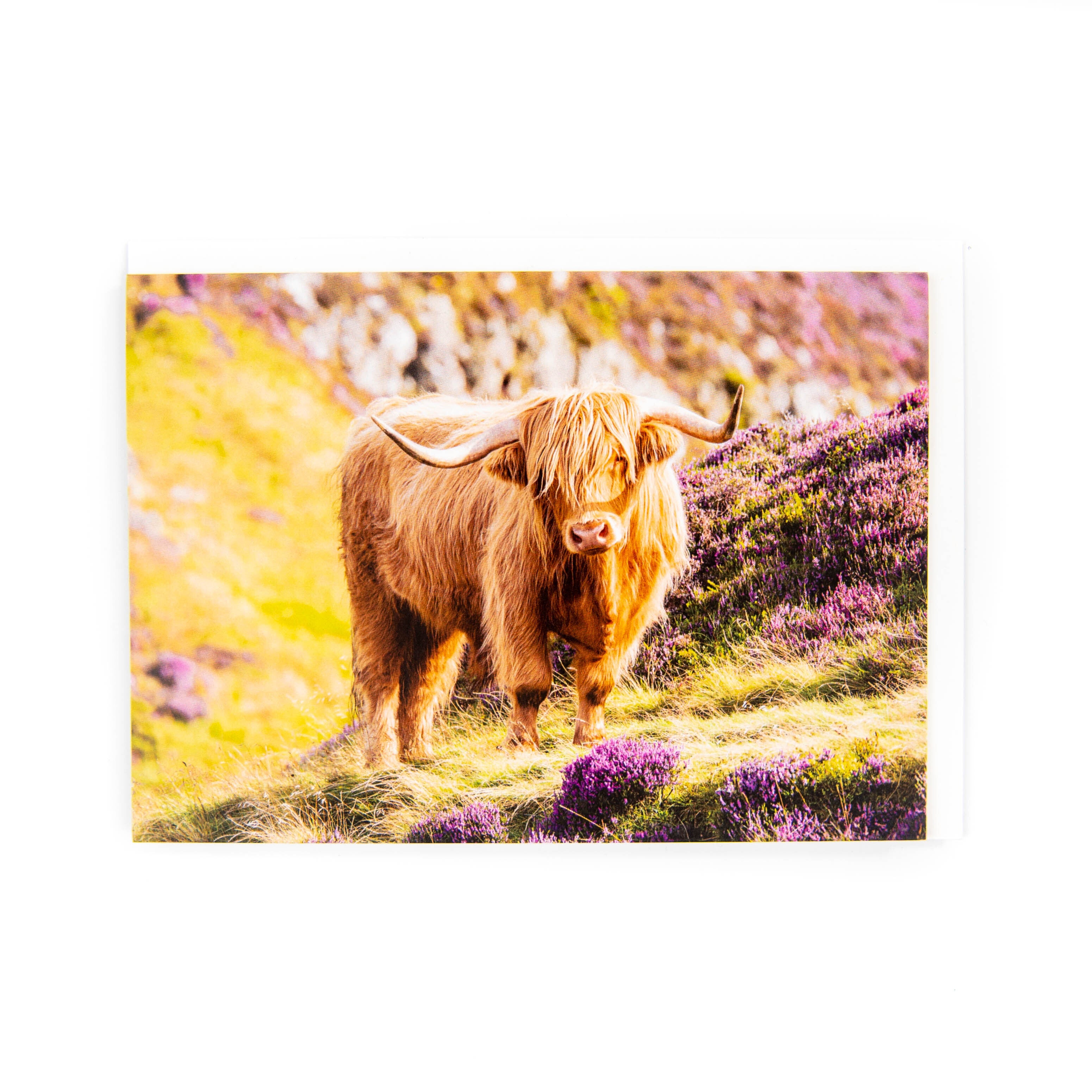 Greeting card featuring a Highland Cow in heather taken in Edinburgh.