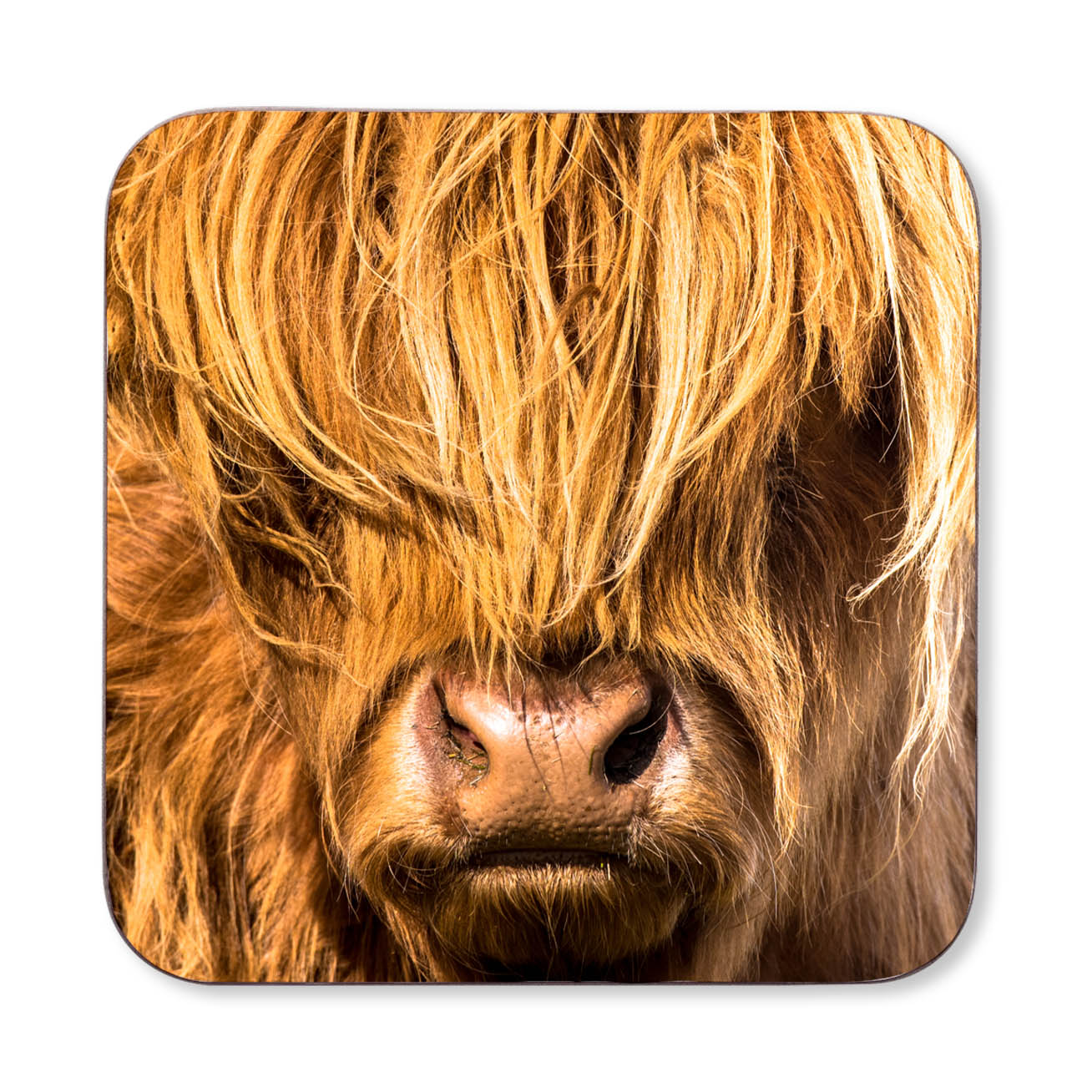 Close-up of a highland cow's face on a coaster against a white background