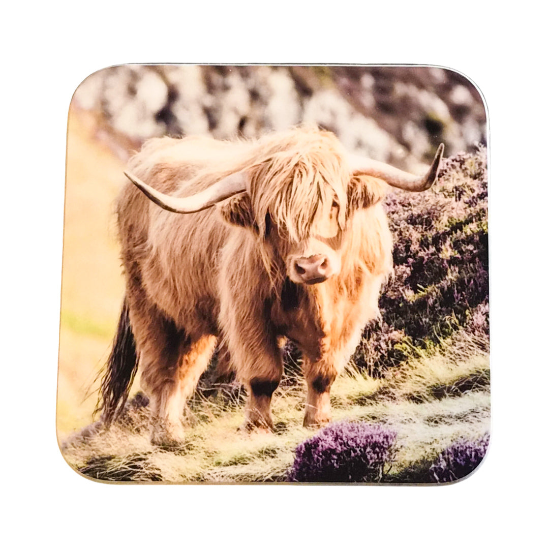 Coaster with a highland cow design on a white background