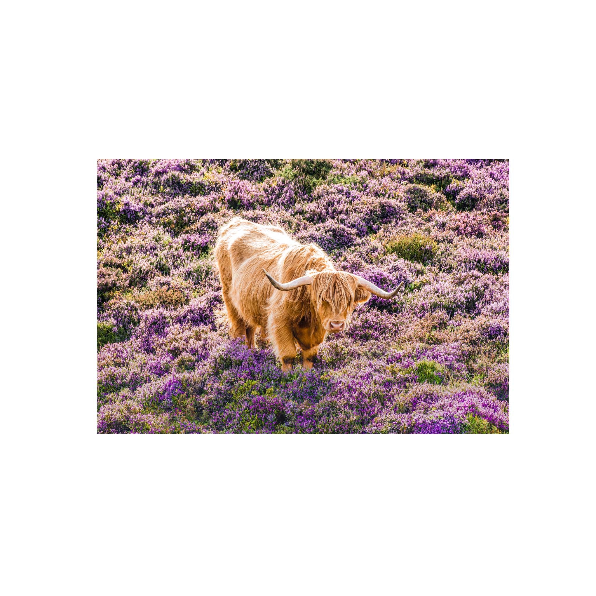 An image of a Highland Cow in heather.