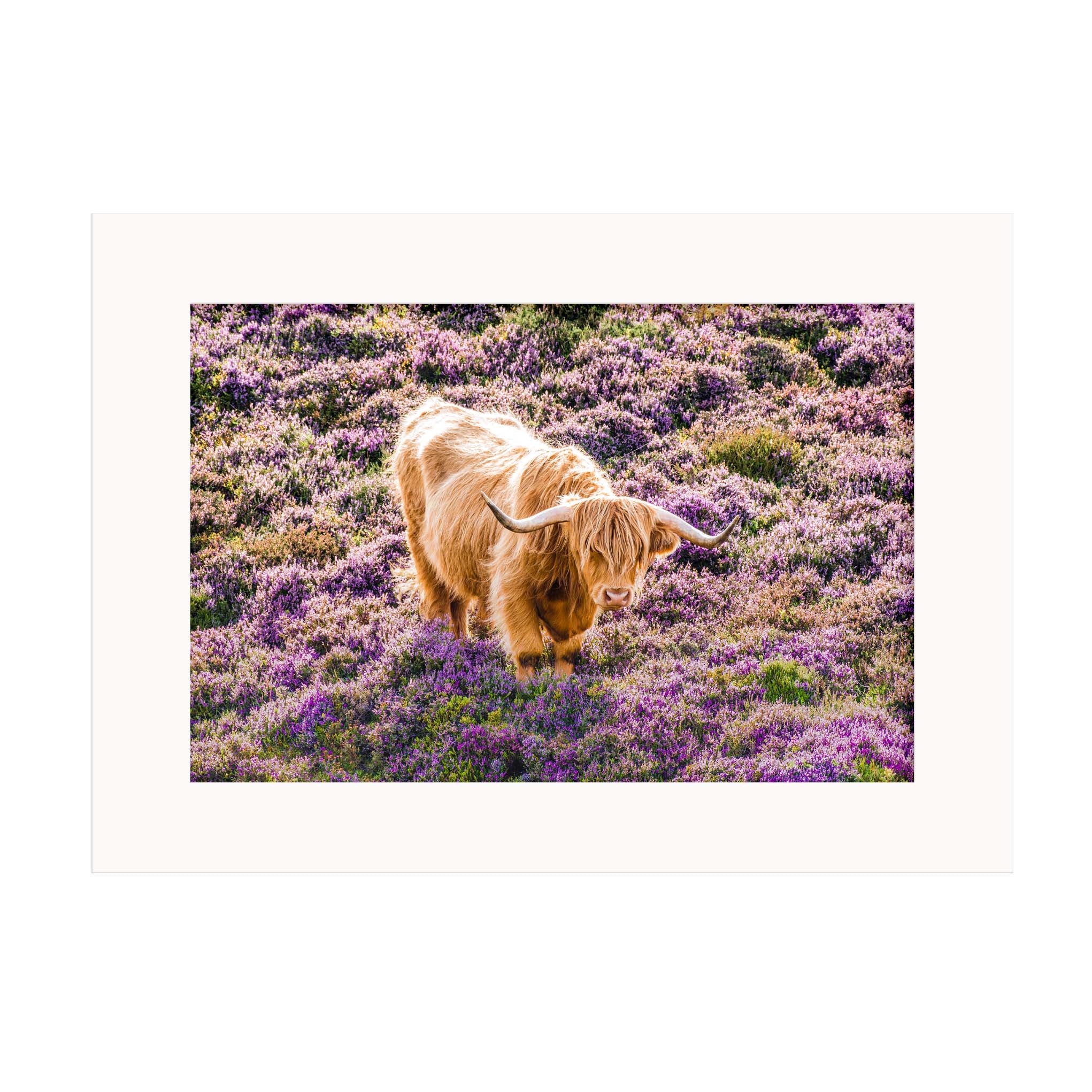 A picture of a Highland Cow in heather in a mounted print. 