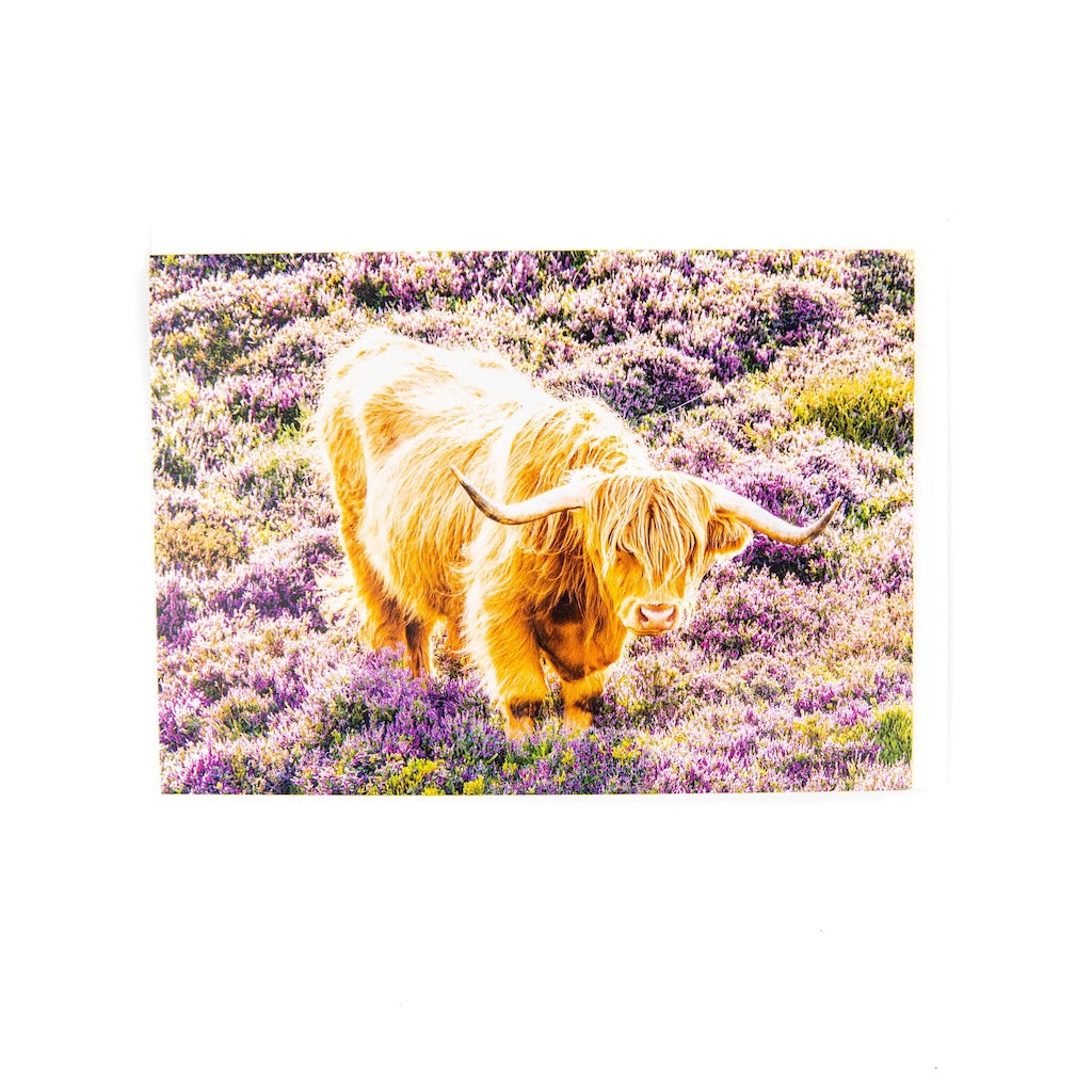 A6 greeting card featuring a Highland Cow in the heather, taken in Edinburgh.