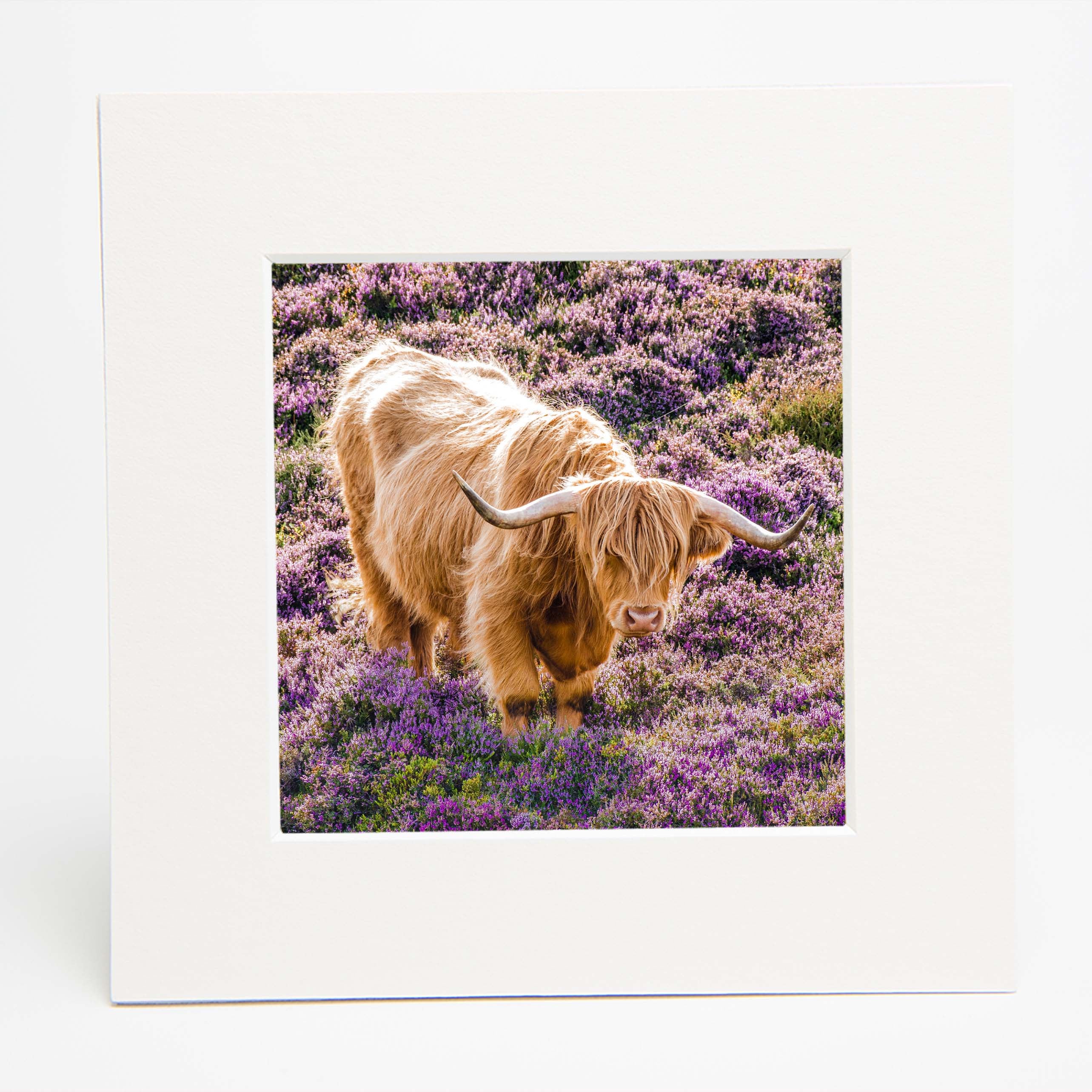 An image of a Highland Cow standing in heather in a square mounted print. 