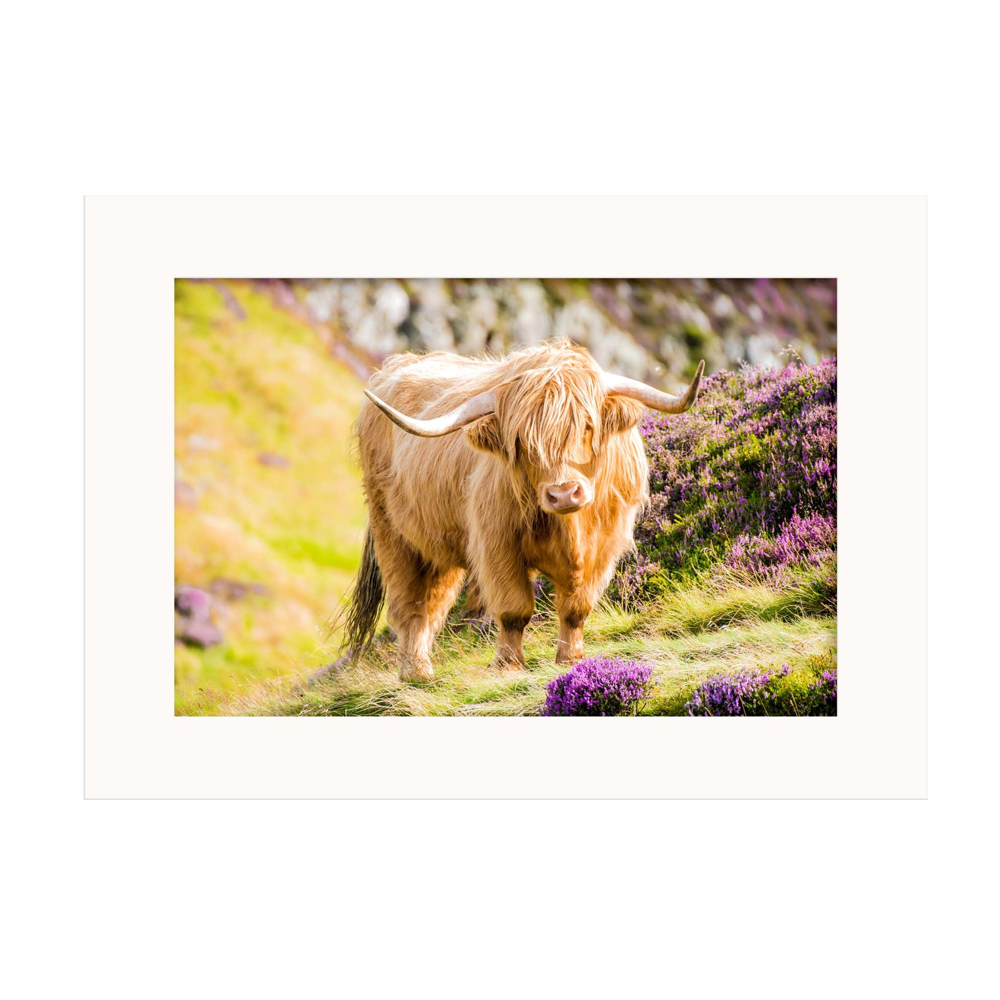 An image of a mounted print featuring a Highland Cow with purple heather in the foreground and background. 