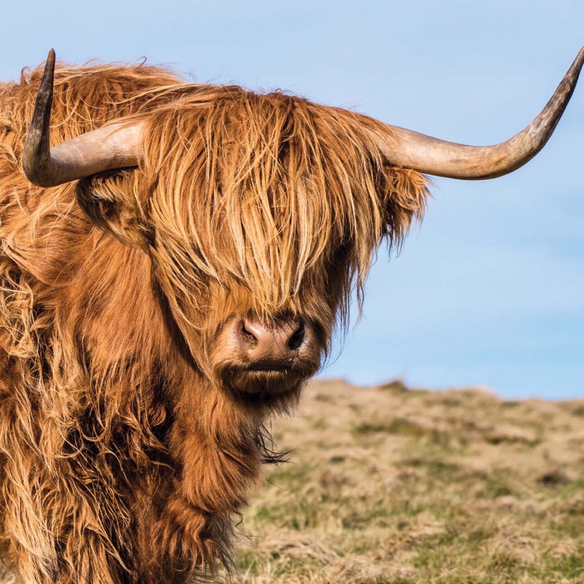 A picture of a highland cow on a square notelet. 