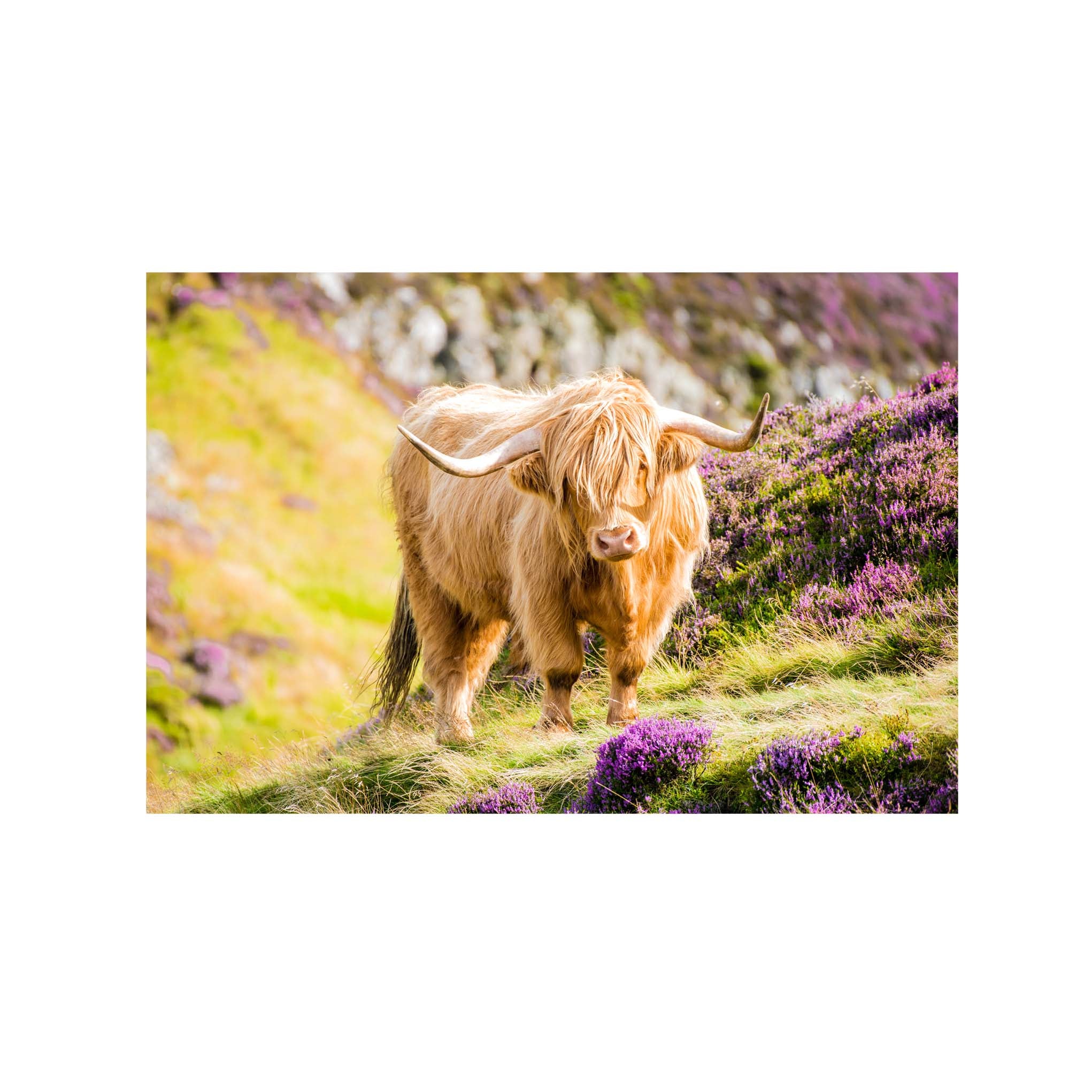 An image of a print featuring a Highland Cow with purple heather in the foreground and background. 
