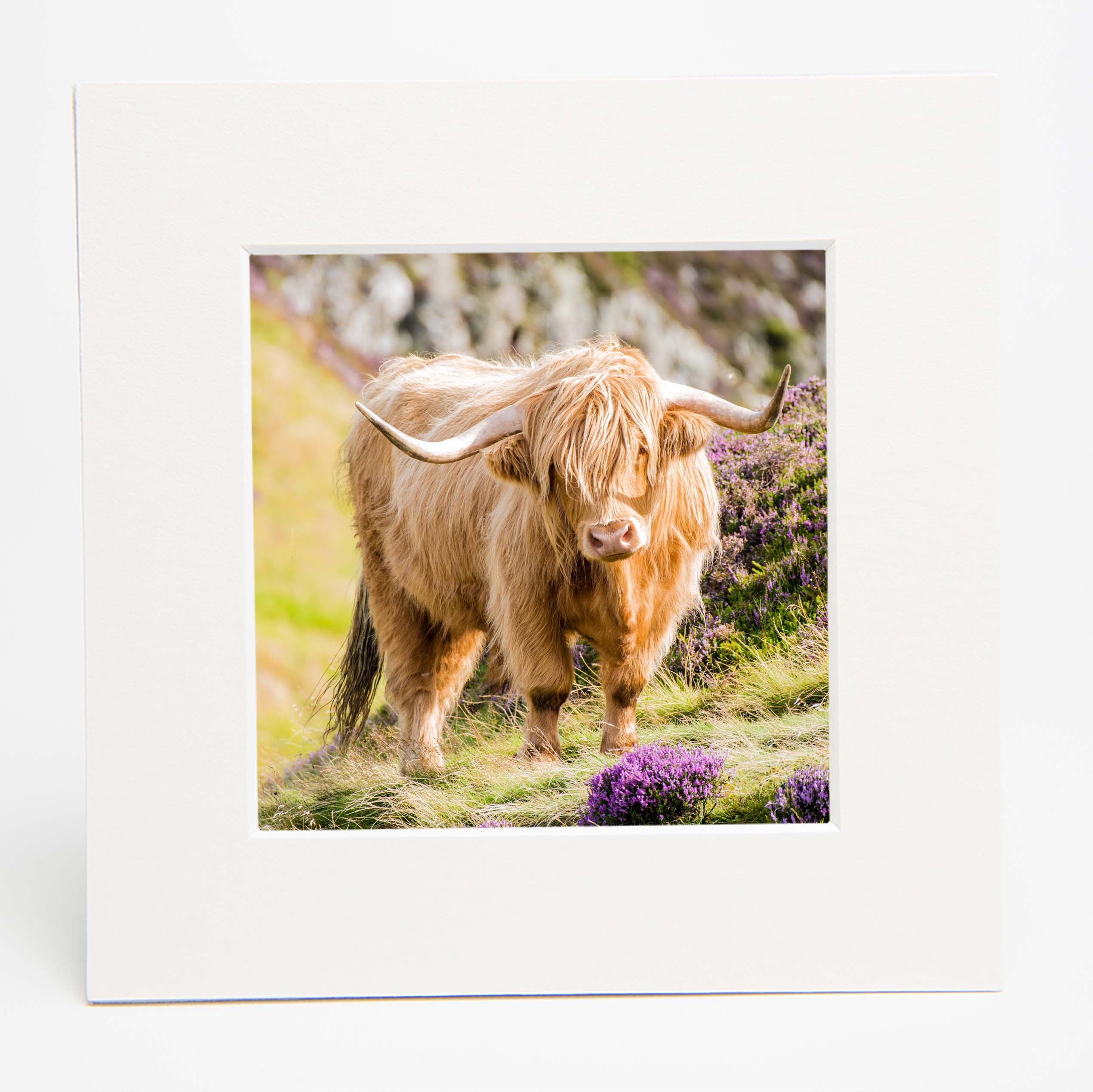 An image of a square mounted print featuring a Highland Cow with purple heather in the foreground and background. 