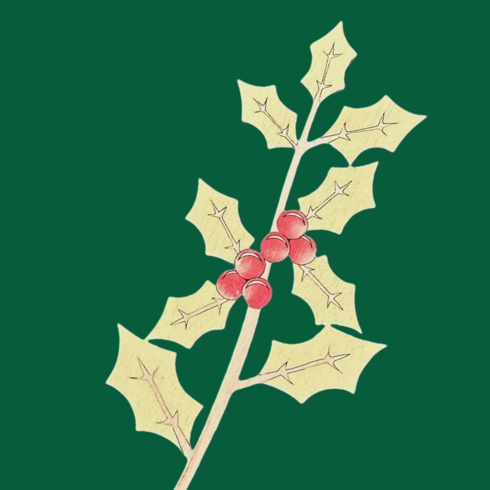 Holly branch with red berries on a green background.