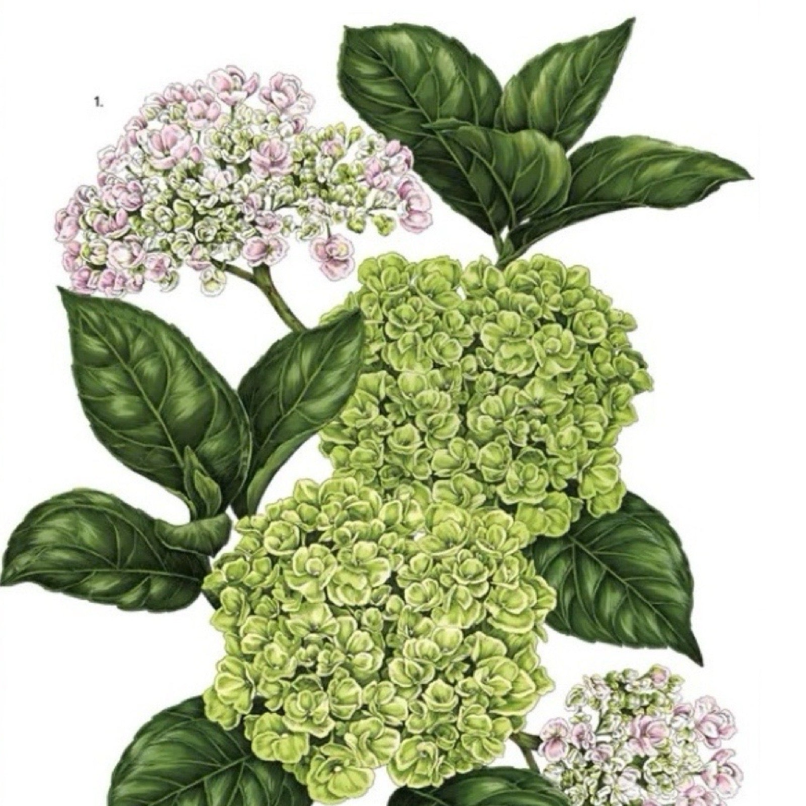 A6 card featuring an illustration of a beautiful bunch of hydrangeas. 