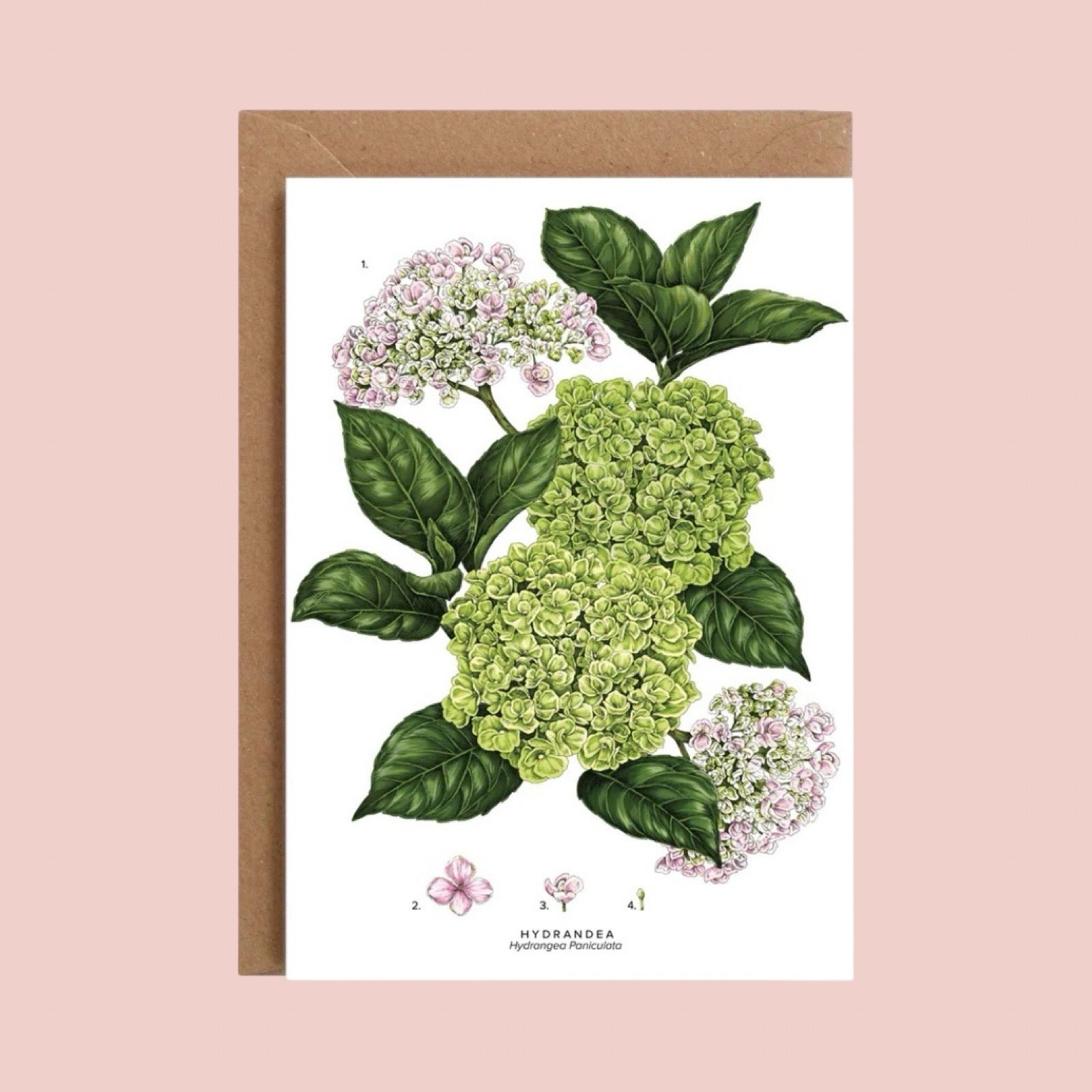 Card with green hydrangea flowers and leaves on a pink background.