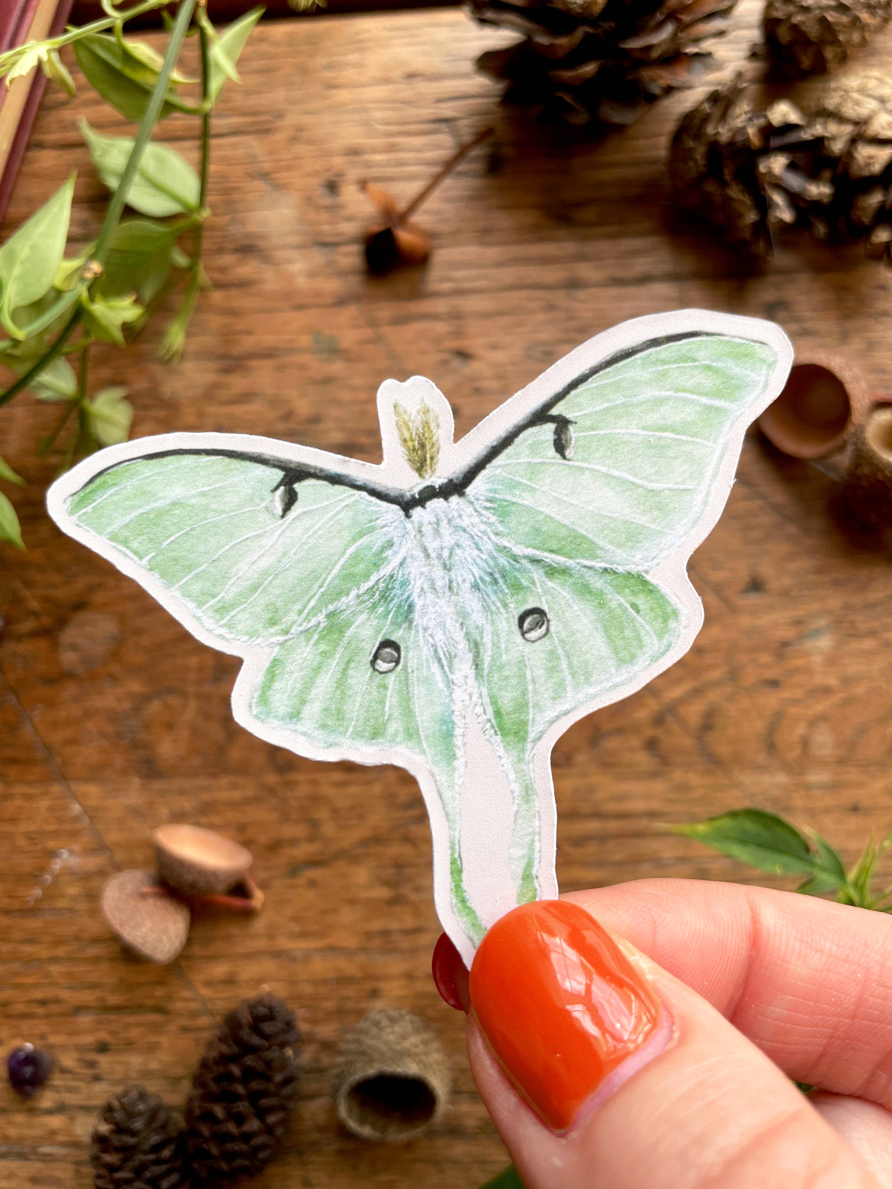 A vinyl watercolour sticker of a green lunar moth.