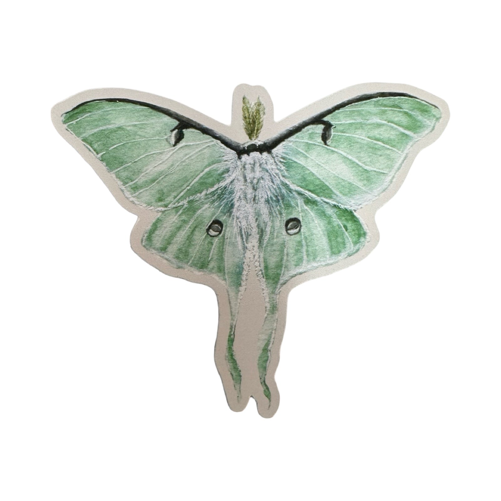 A vinyl watercolour sticker of a green lunar moth.