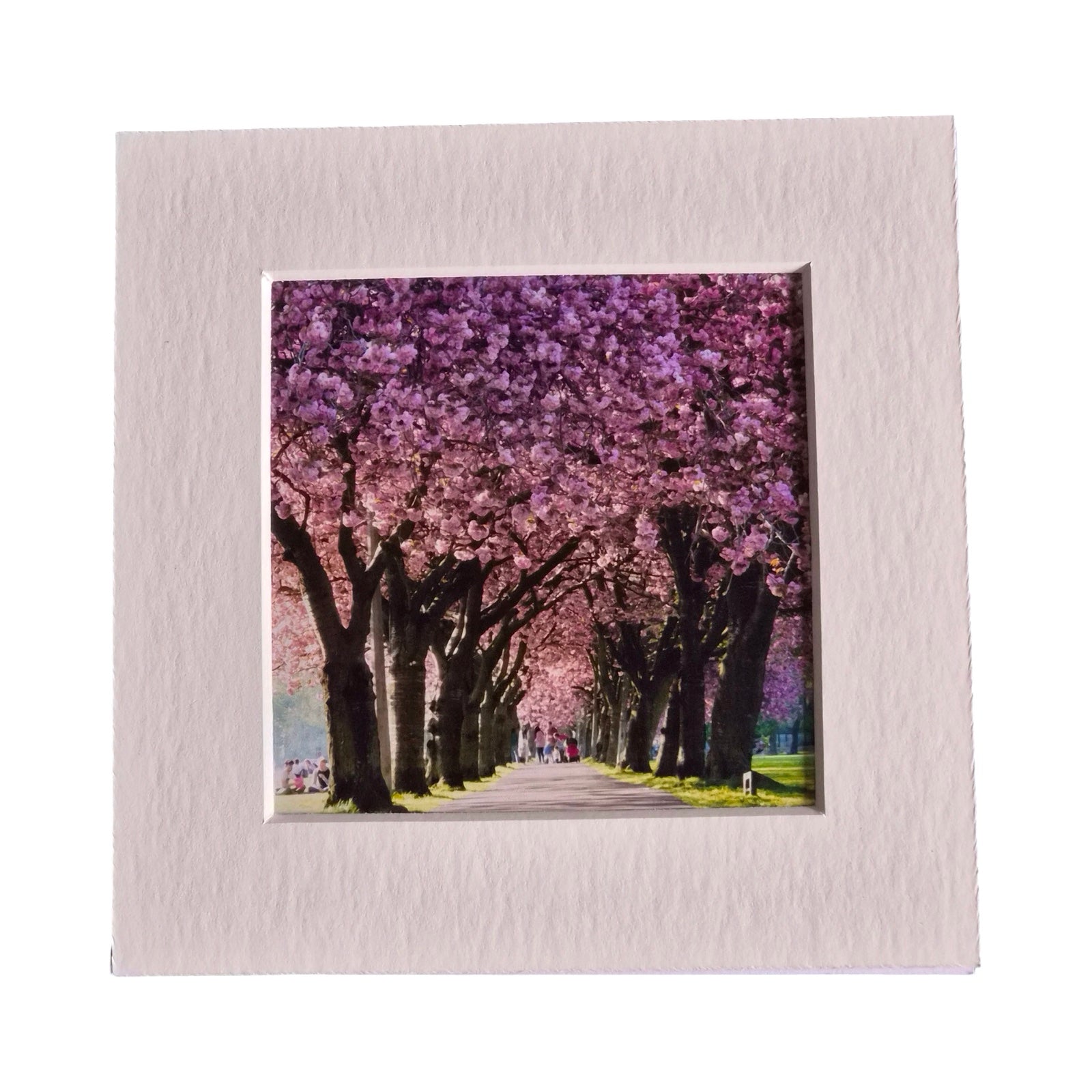 A square art print featuring a pathway lined with blooming pink cherry blossom trees, presented with a wide textured off-white border on a white background.
